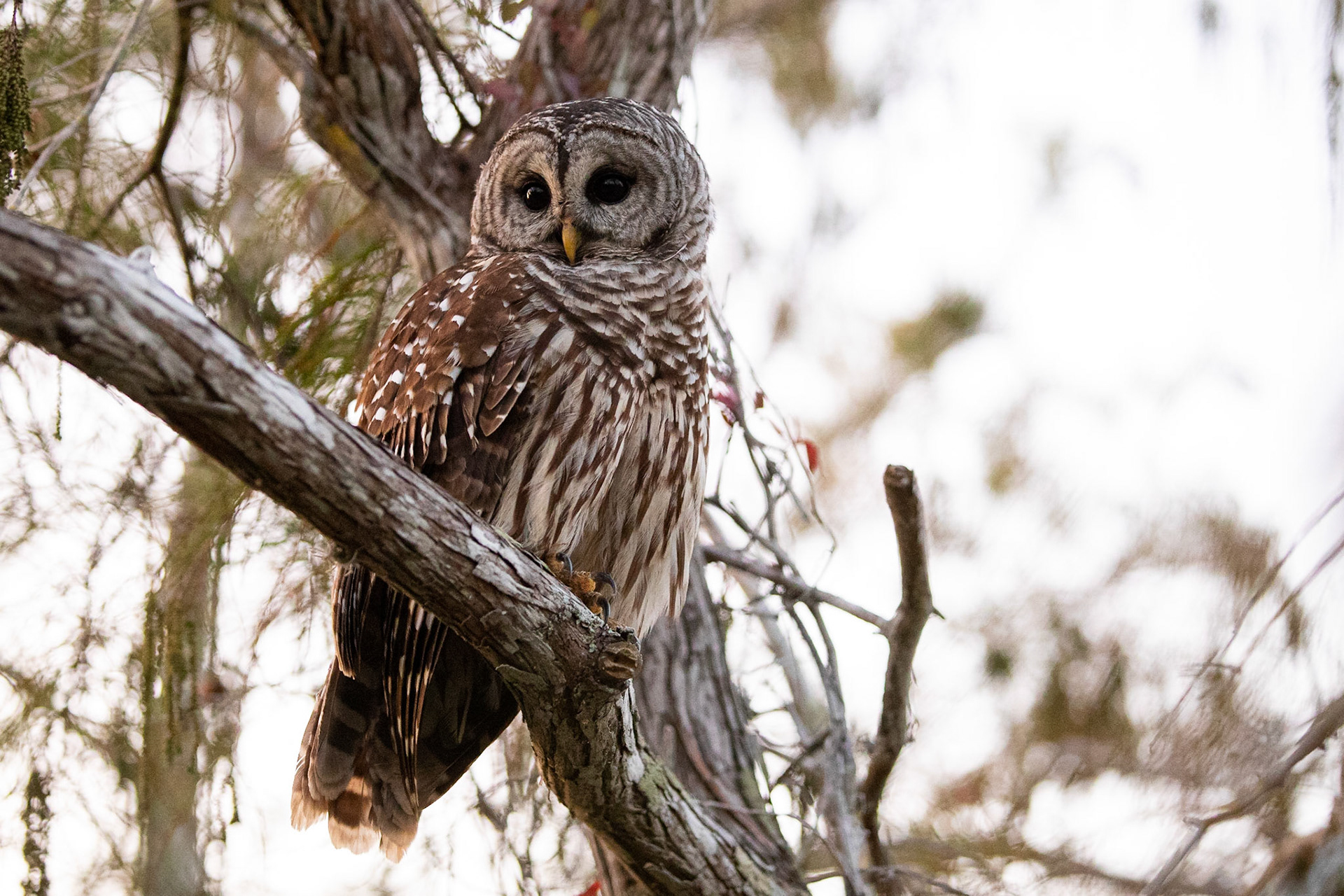 Kråsuggla / Barred Owl, Pa-hay-okee in Everglades, Florida USA 2019