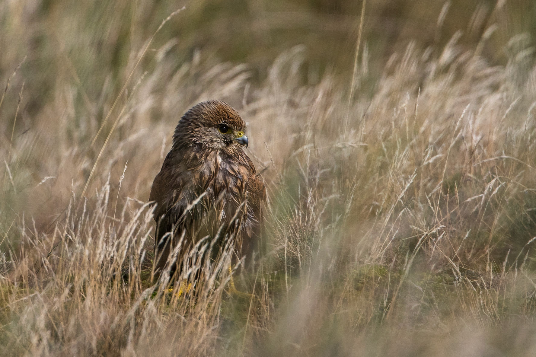 Tornfalk / Common Kestrel, Falsterbo 2017