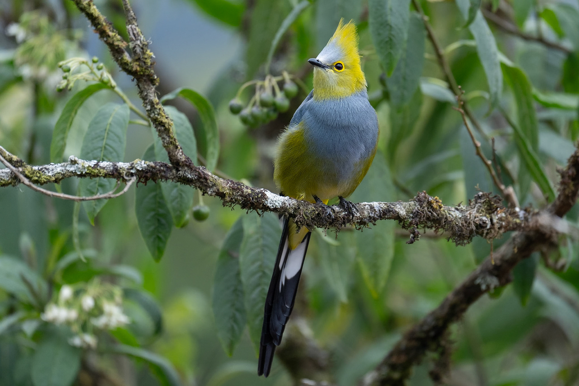 Long-tailed Silky-flycatcher / Långstjärtad silkesflugsnappare, Paraiso del Quetzal Lodge, Costa Rica 2024