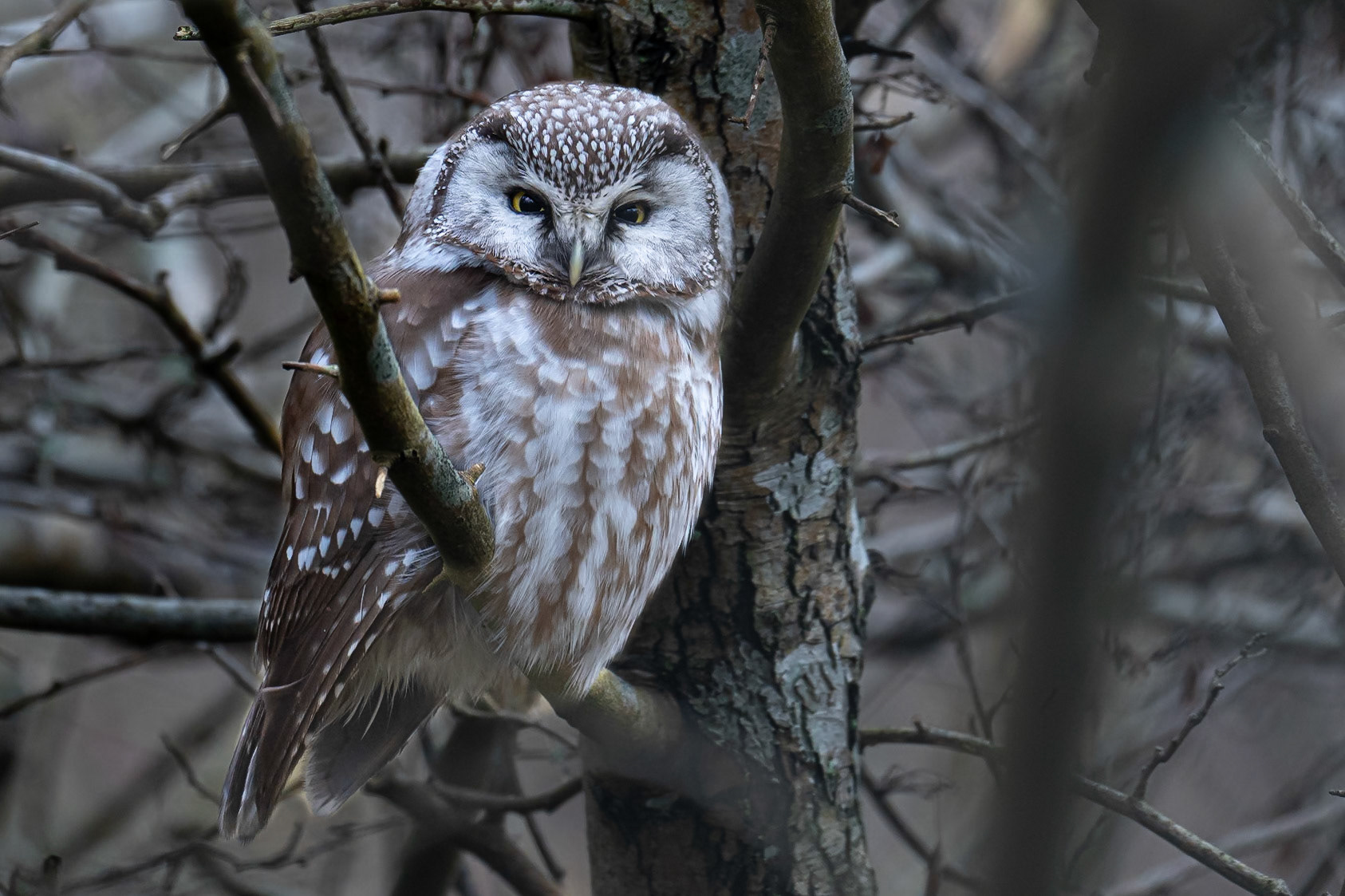 Pärluggla / Tengmalm's Owl, Klagshamn 2024