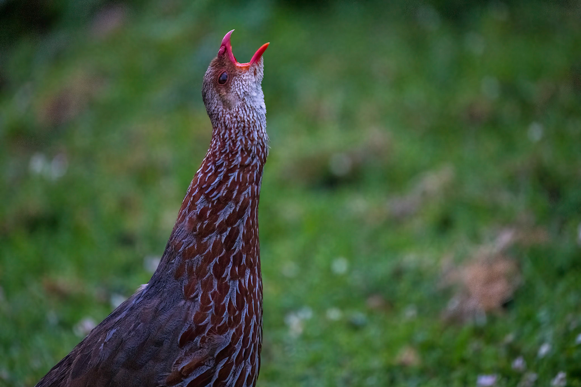 Kikuyusporrhöna / Jackson's Spurfowl, Castle Forest Kenya 2022