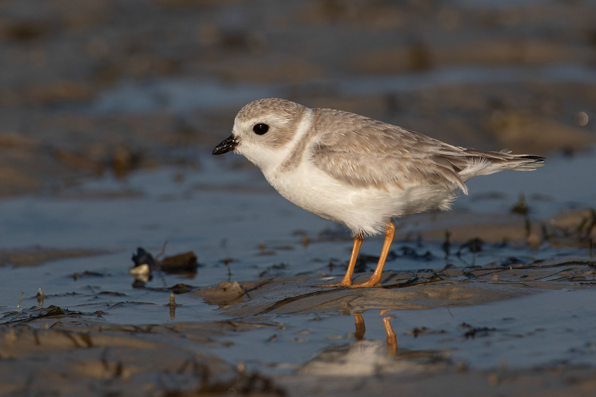 Flöjtstrandpipare / Piping Plove, Bunche Beach, Florida USA 2019