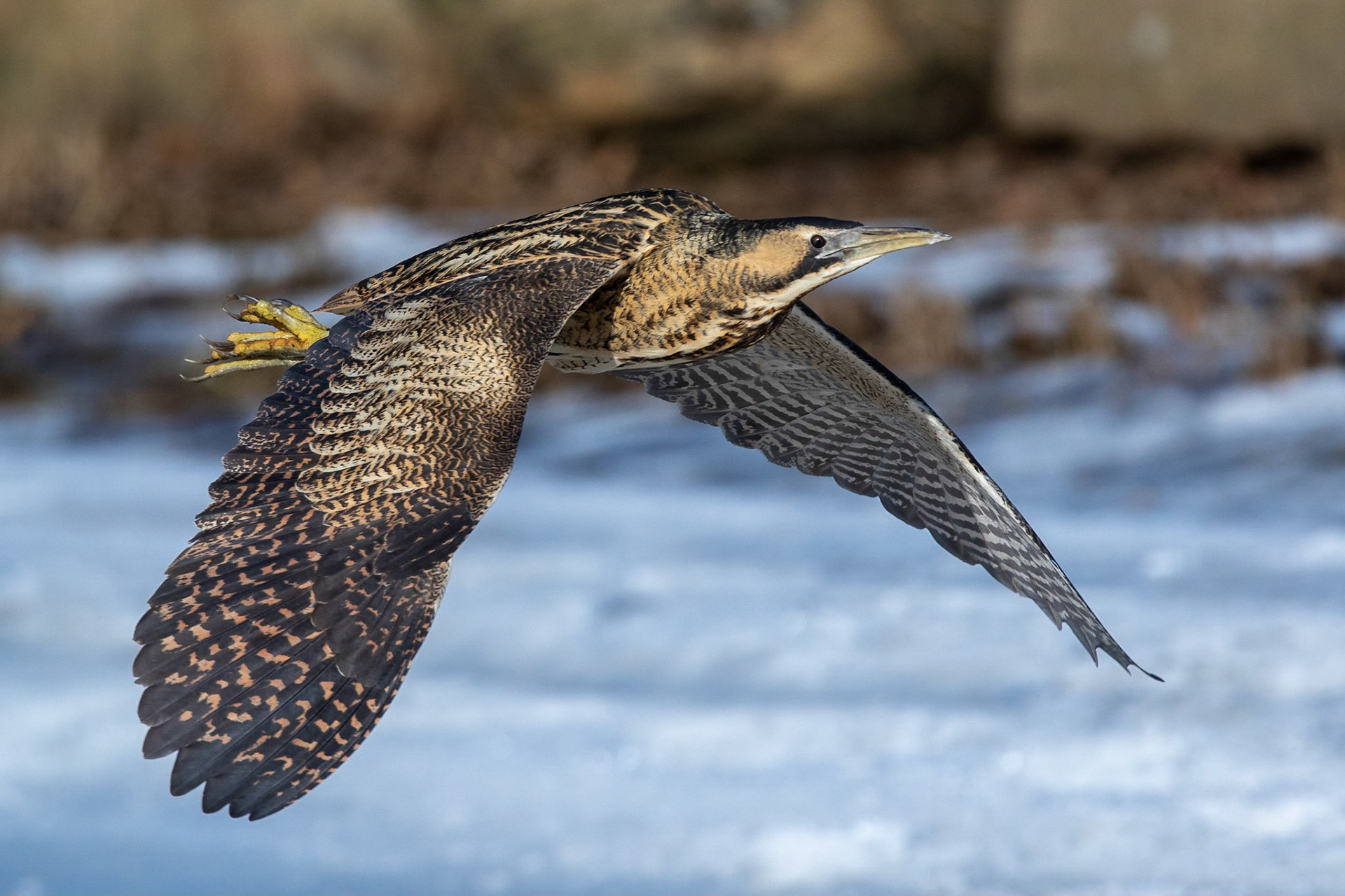 Rördrom / Great Bittern, Rönneå mynning 2021