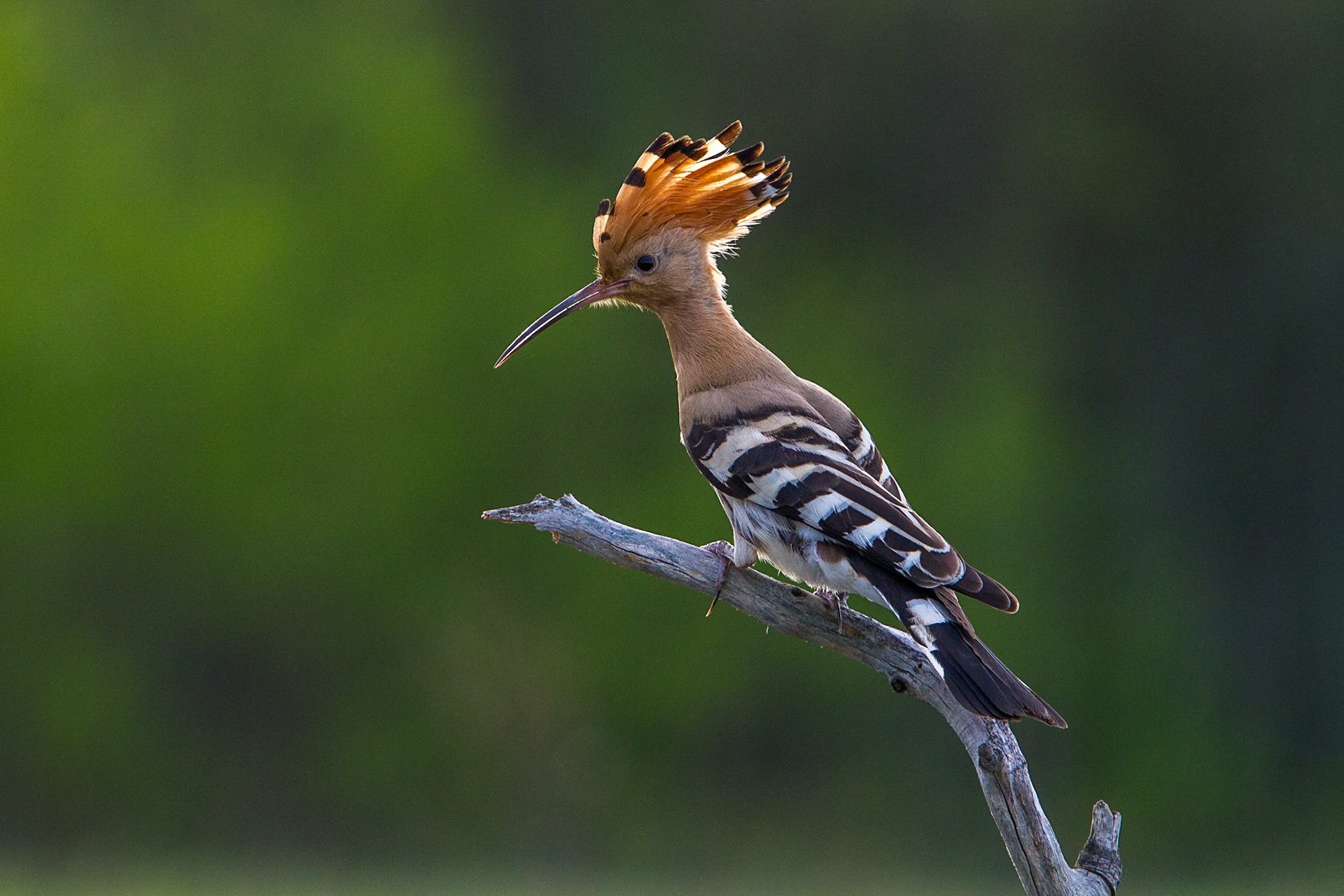 Härfågel / Eurasian Hoopoe, Hungary 2013