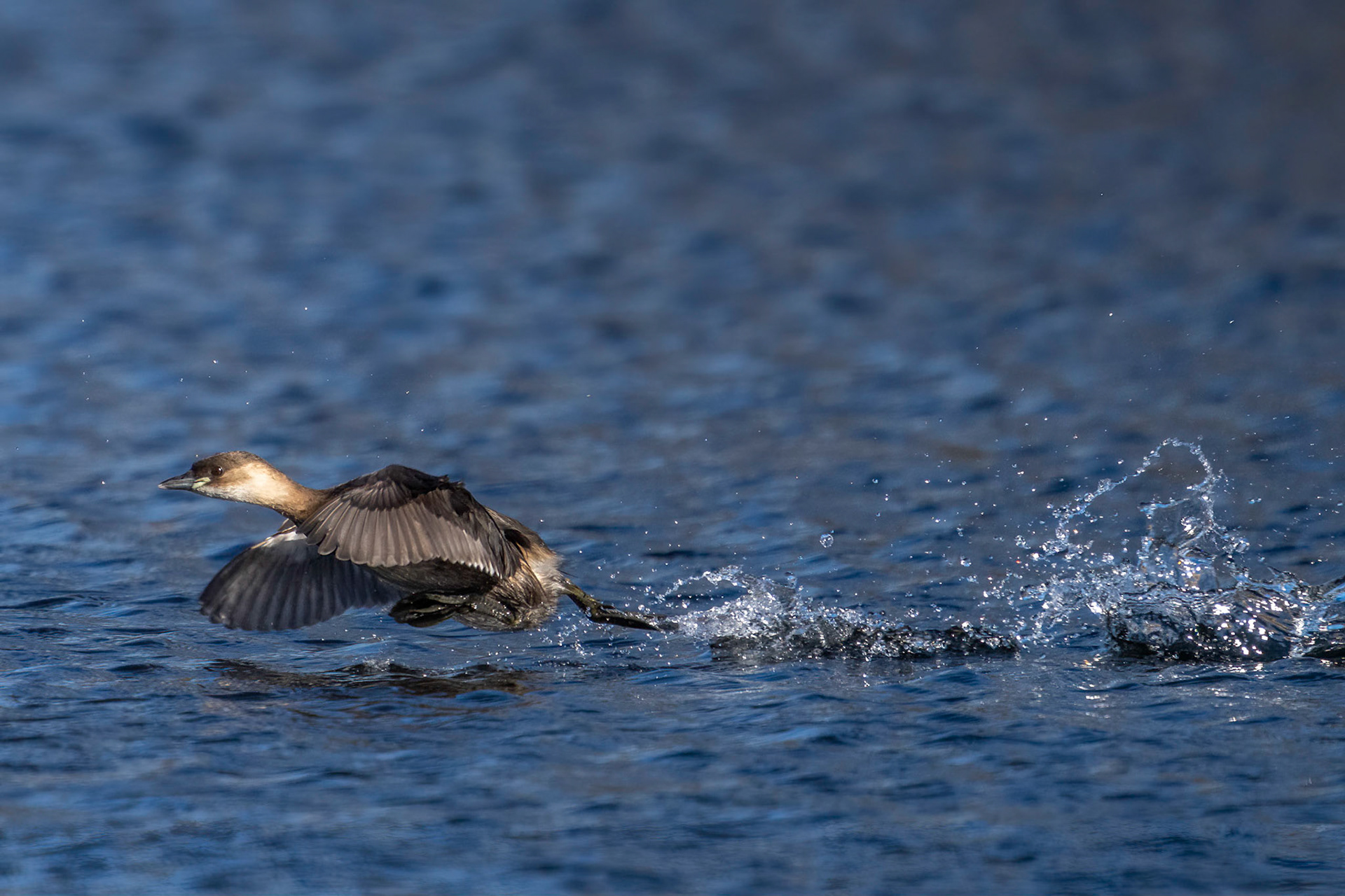 Smådopping / Little Grebe, Lunds reningsverksdammar 2023
