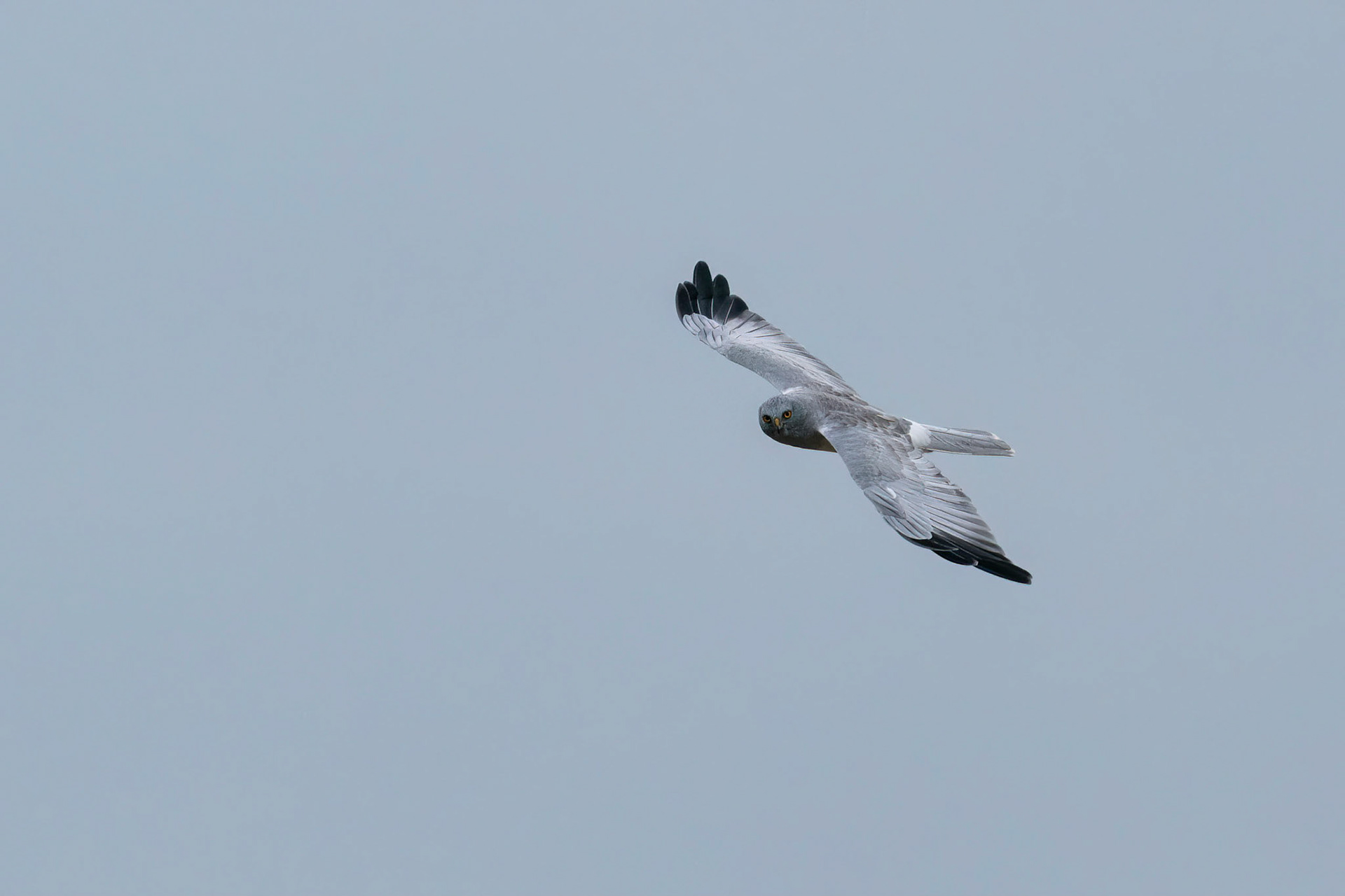 Blå kärrhök / Hen Harrier, Torna Hällestad 2022