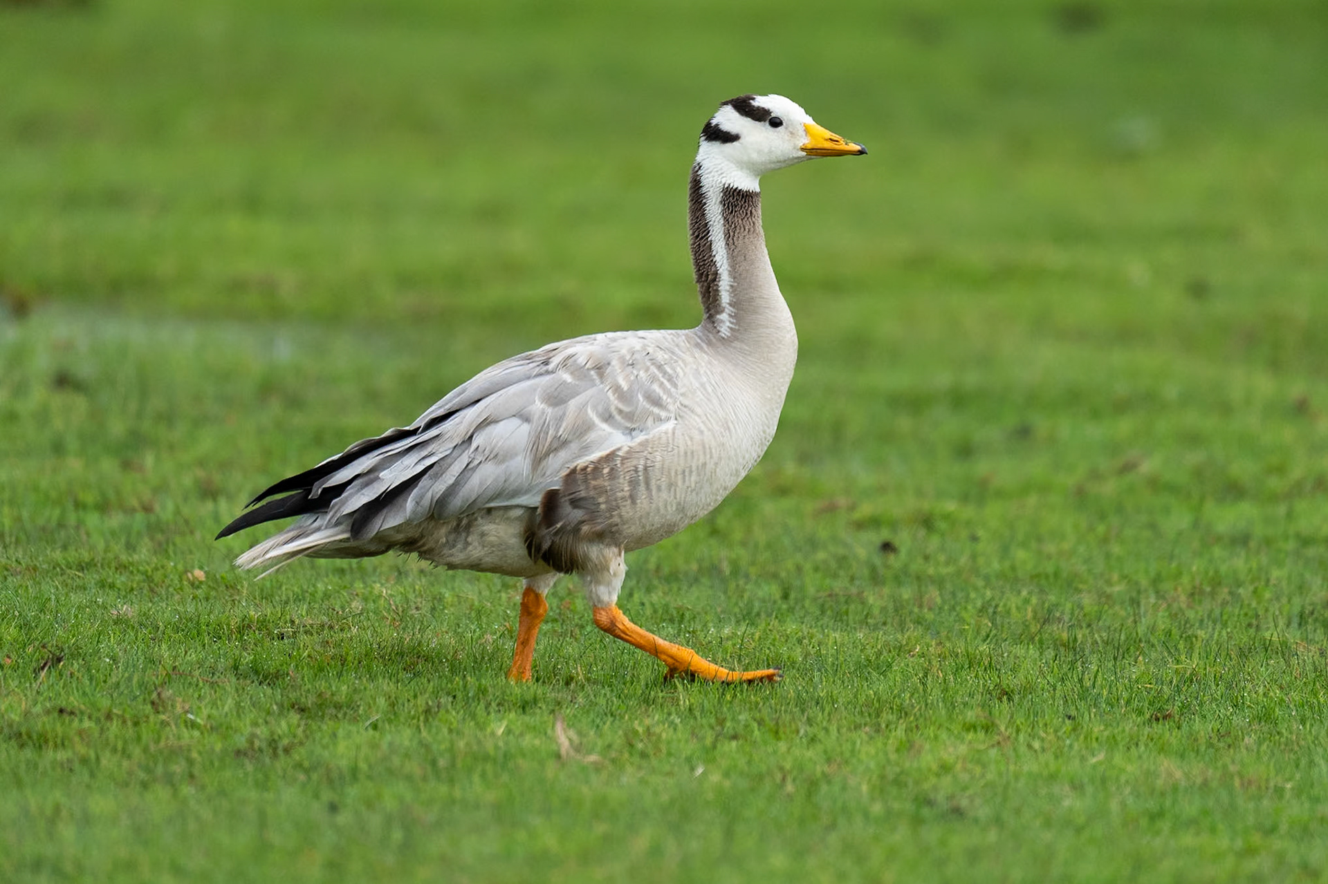 Stripgås / Bar-headed Goose, Korshamn 2023