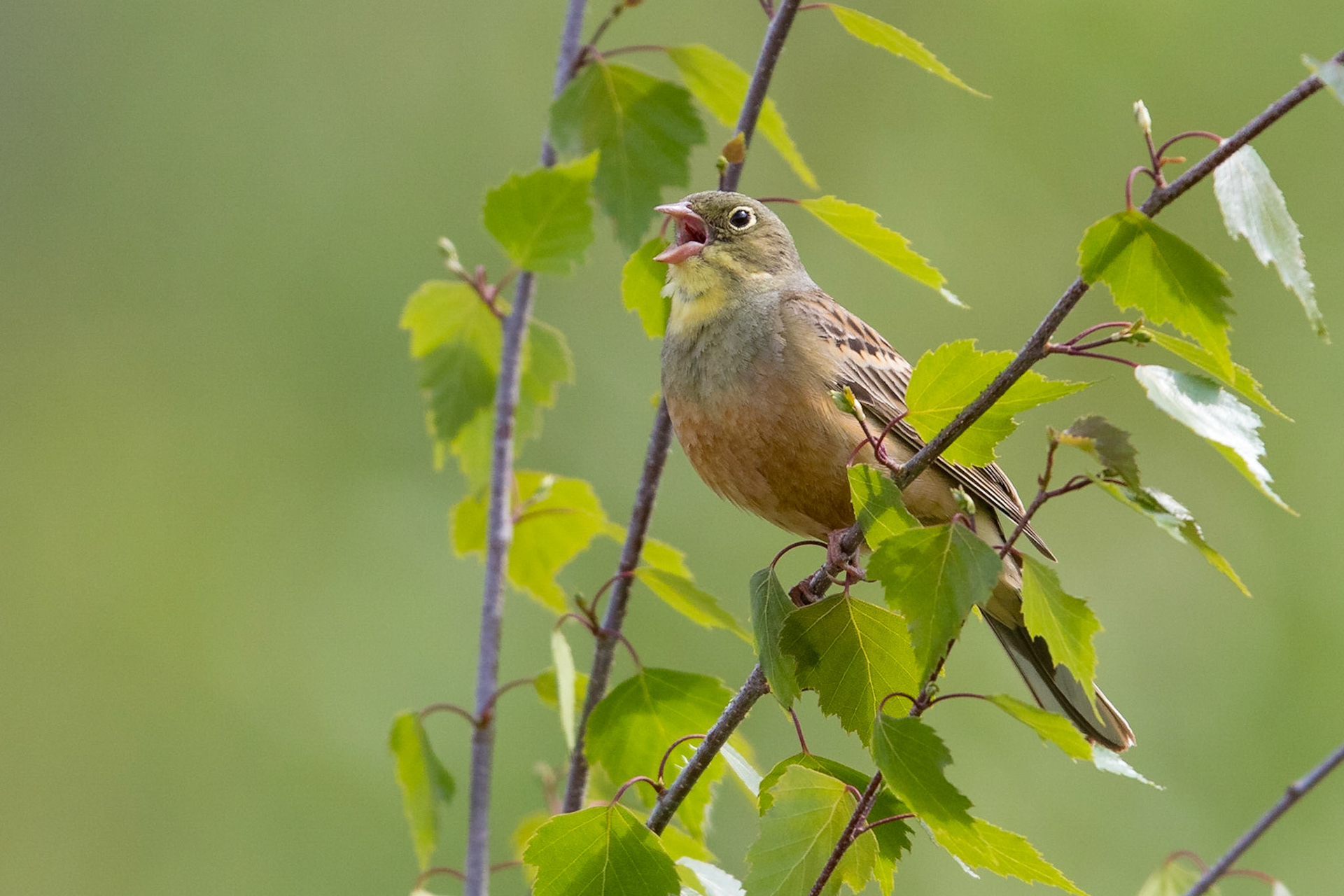 Ortolansparv / Ortolan Buntling, Enköping 2016