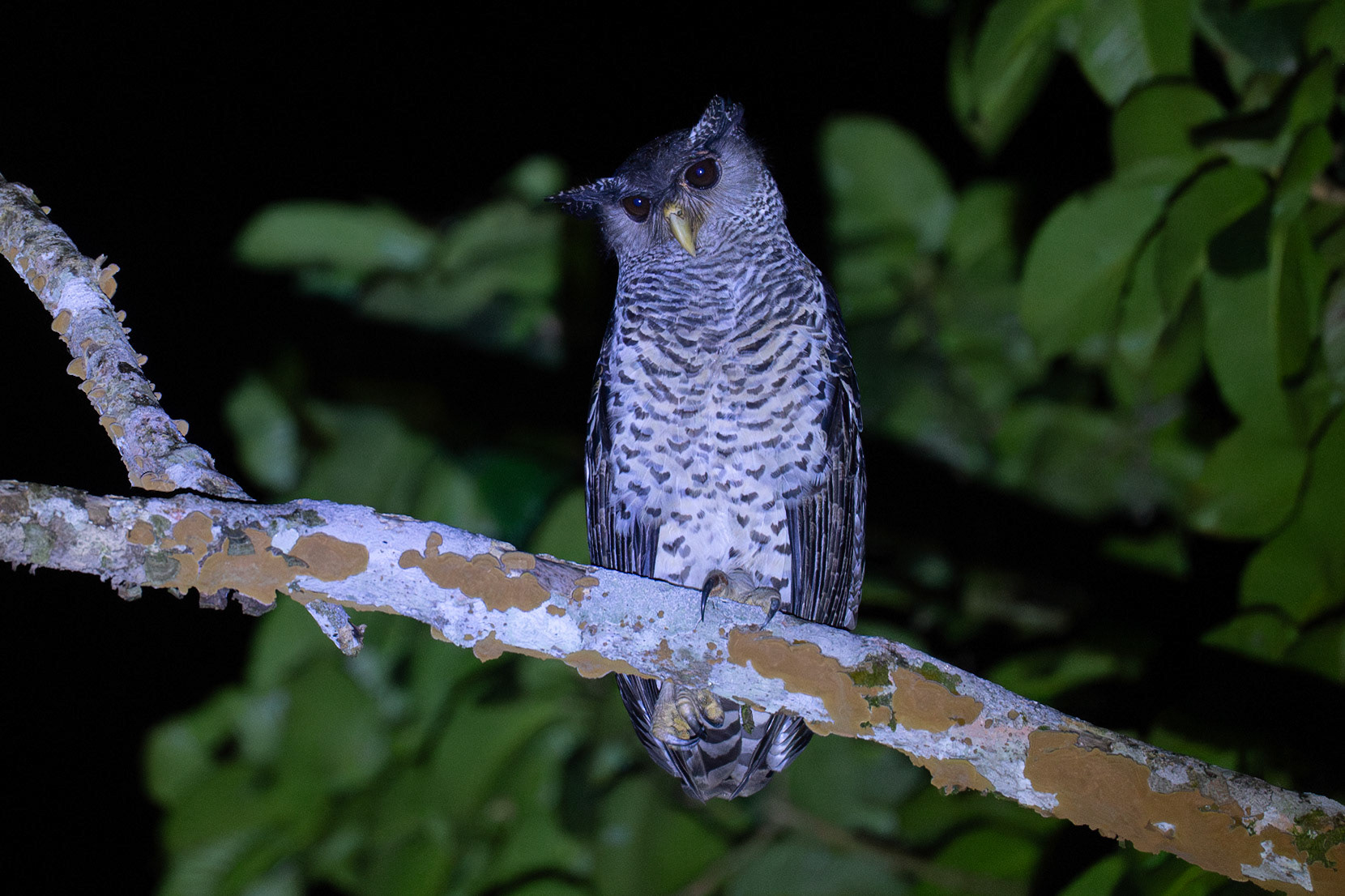 Spot-bellied Eagle-Owl / Nepaluv, Sinhiraja, Sri Lanka 2025