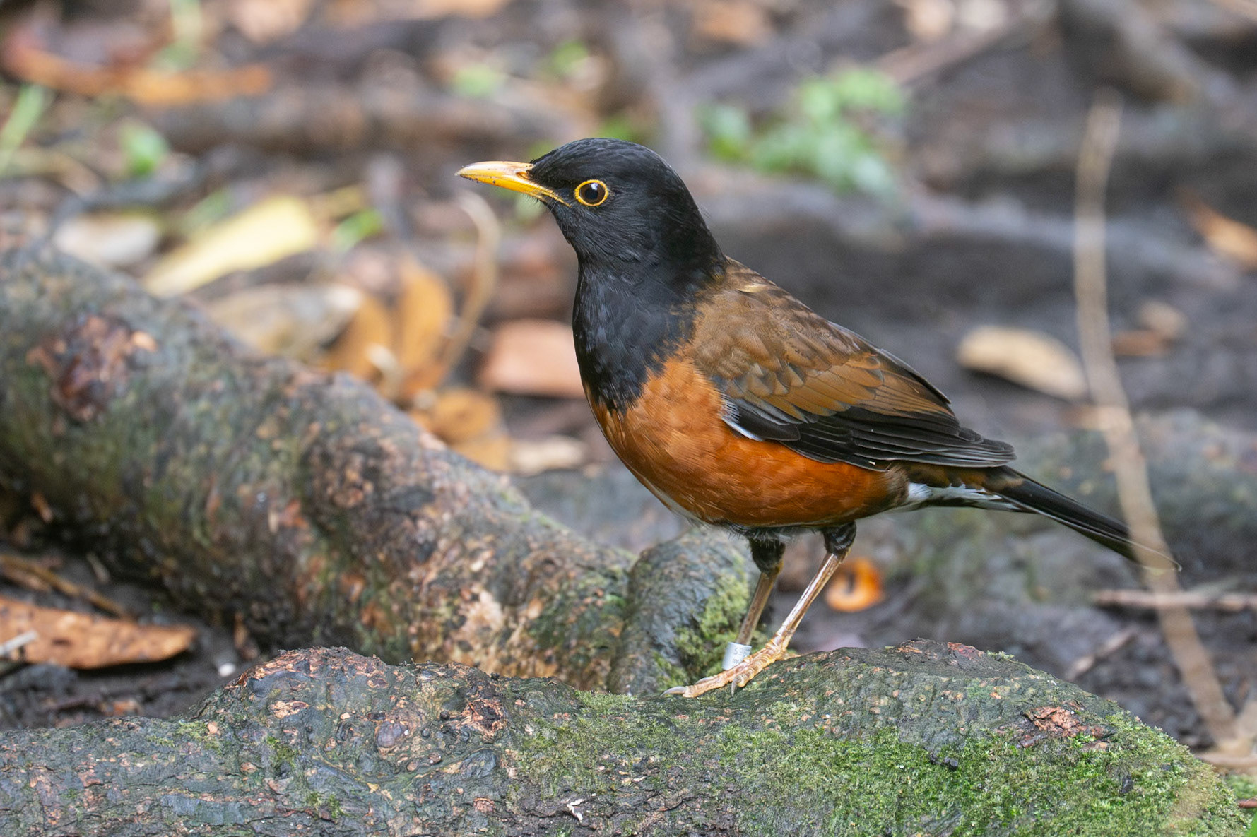 Izutrast / Izu Thrush, Miyake-jima, Japan 2025