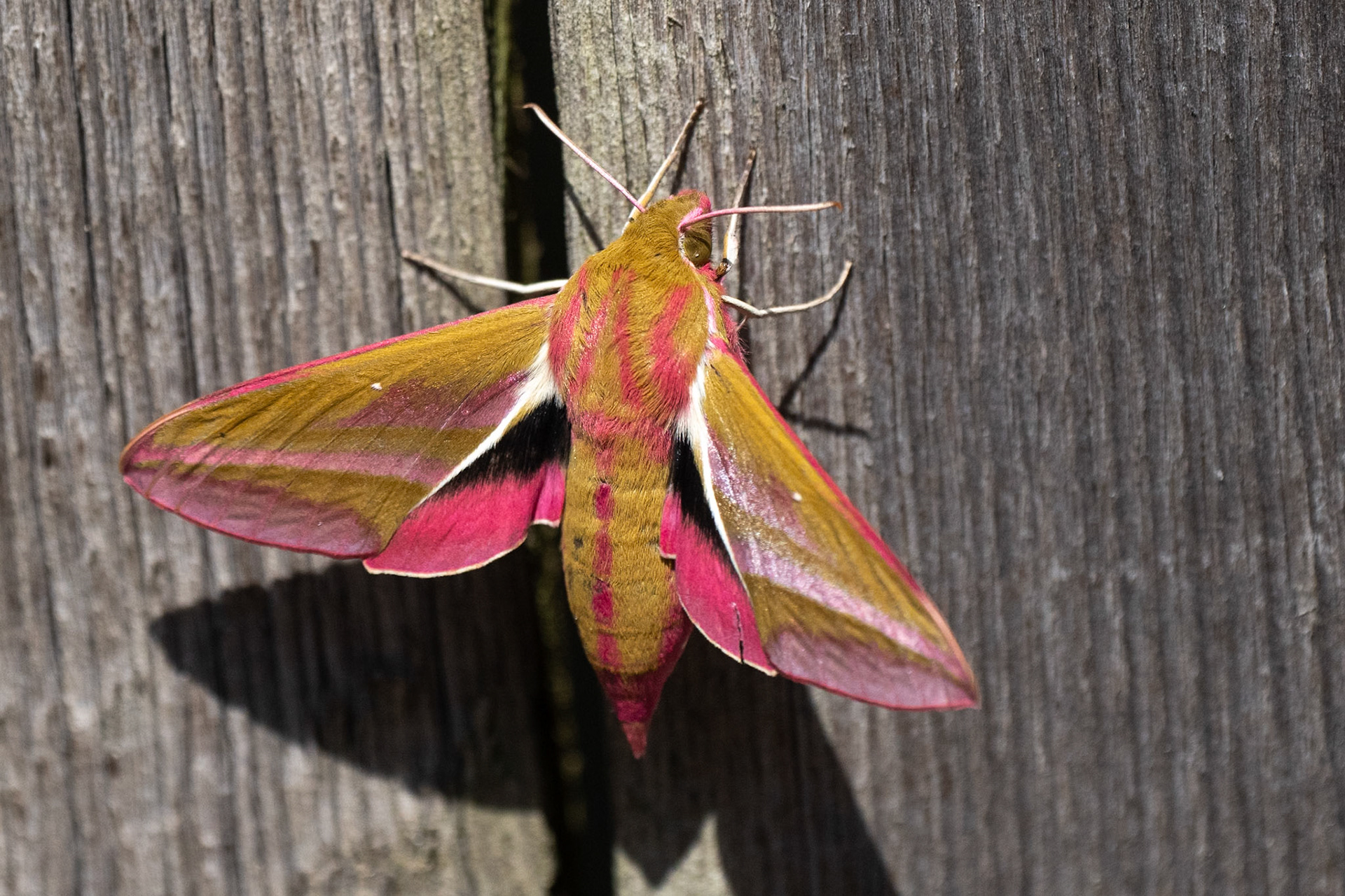 Större snabelsvärmare / Elephant Hawkmoth, Stångby 2026