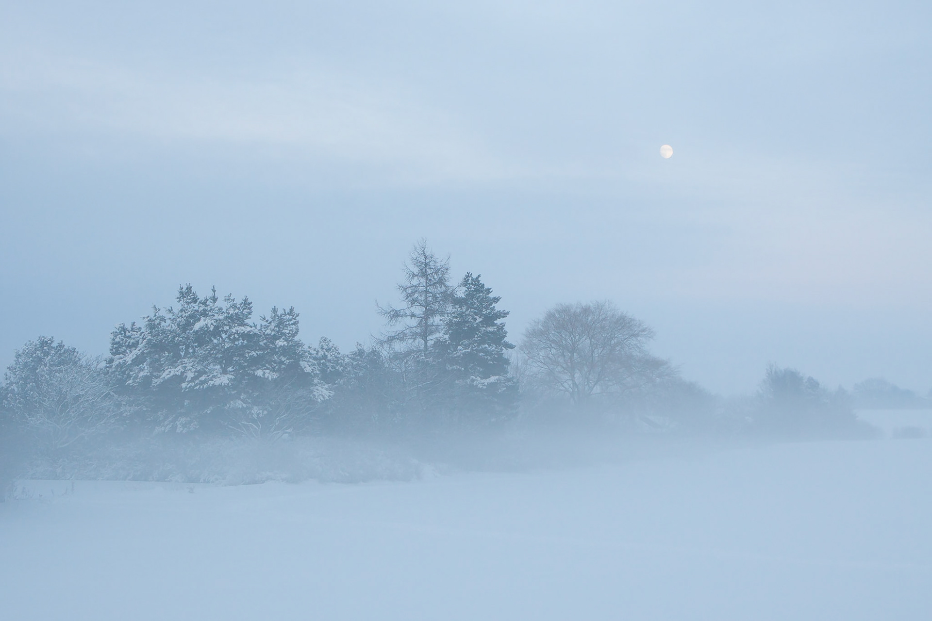 Träd i dimma / Trees in fog, Vallkärra 2010