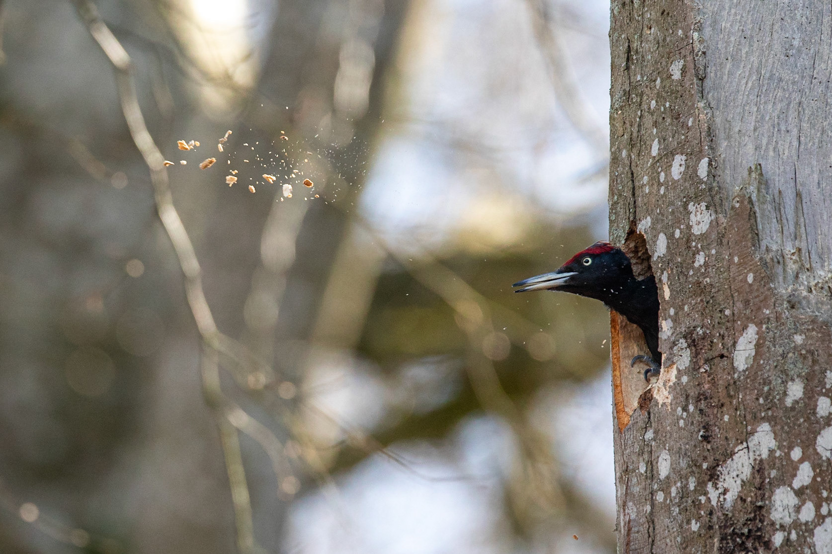 Spillkråka / Black Woodpecker, Äskebäskan 2020