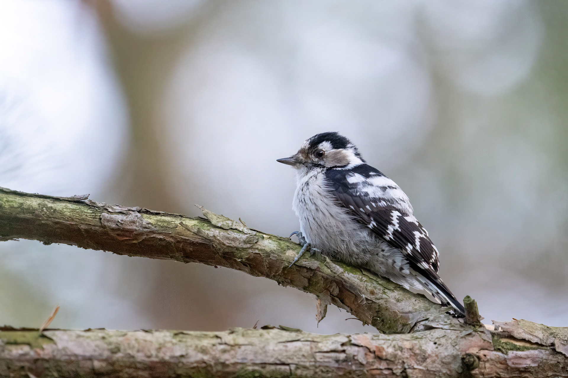 Mindre hackspett / Lesser Spotted Woodpecker, Habo Ljung 2022