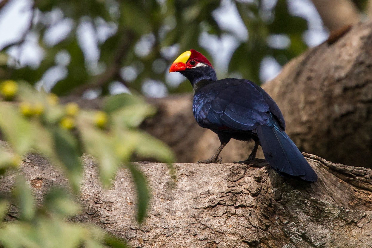 Lila Turako / Violet Turaco, Gambia 2013