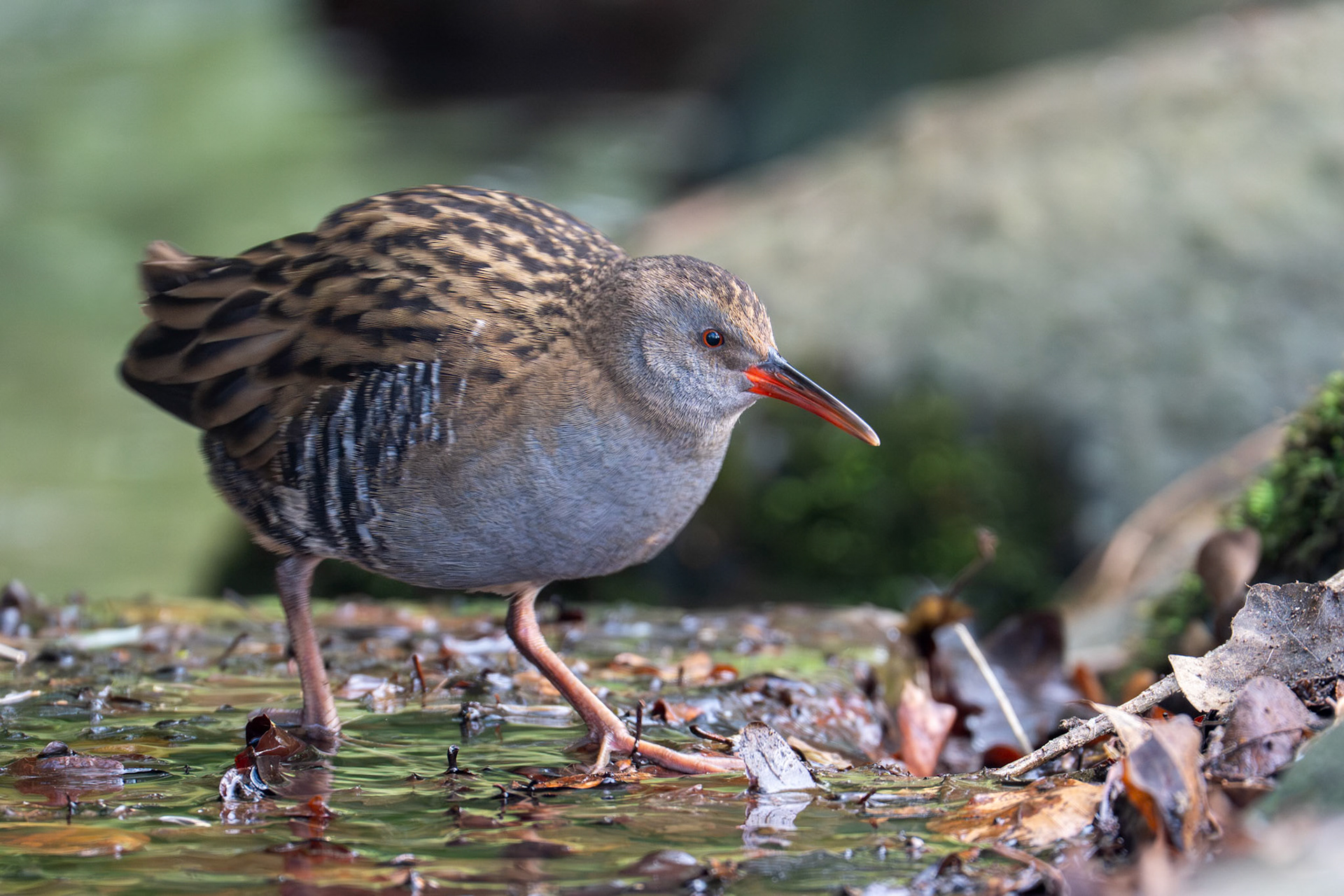 Vattenrall / Water Rail, Slottsparken Malmö 2026