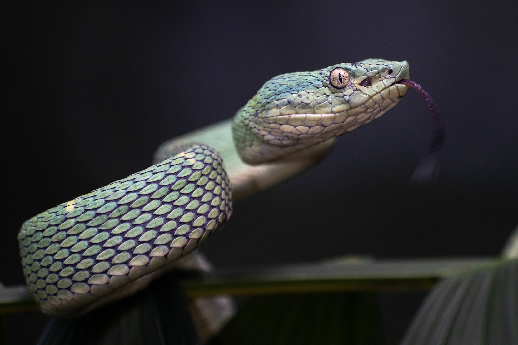 Side-striped Palm Pit Viper / Sidstreckad palmhuggorm, Frog Heaven, Costa Rica 2024