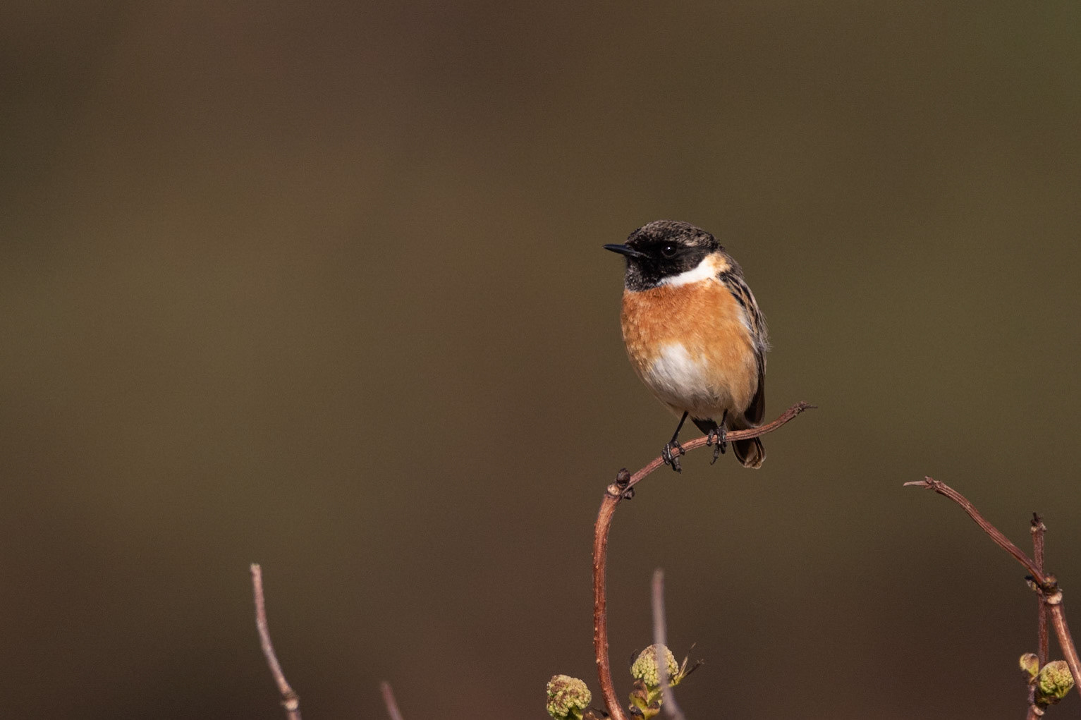 Svarthakad buskskvätta / Common Stonechat, Lundåkrabukten 2020