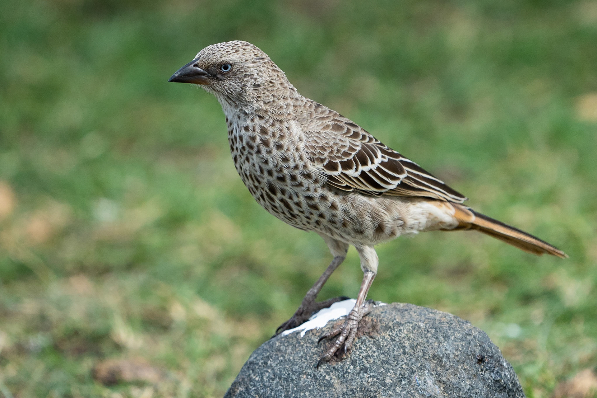 Serengetivävare / Rufous-tailed Weaver, Maasai Mara Kenya 2022