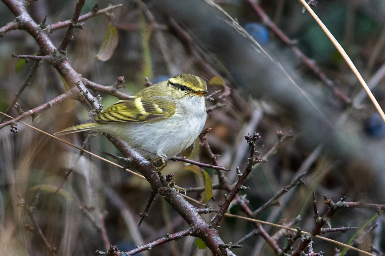 Kungsfågelsångare / Pallas's Leaf Warbler, Skärlöv