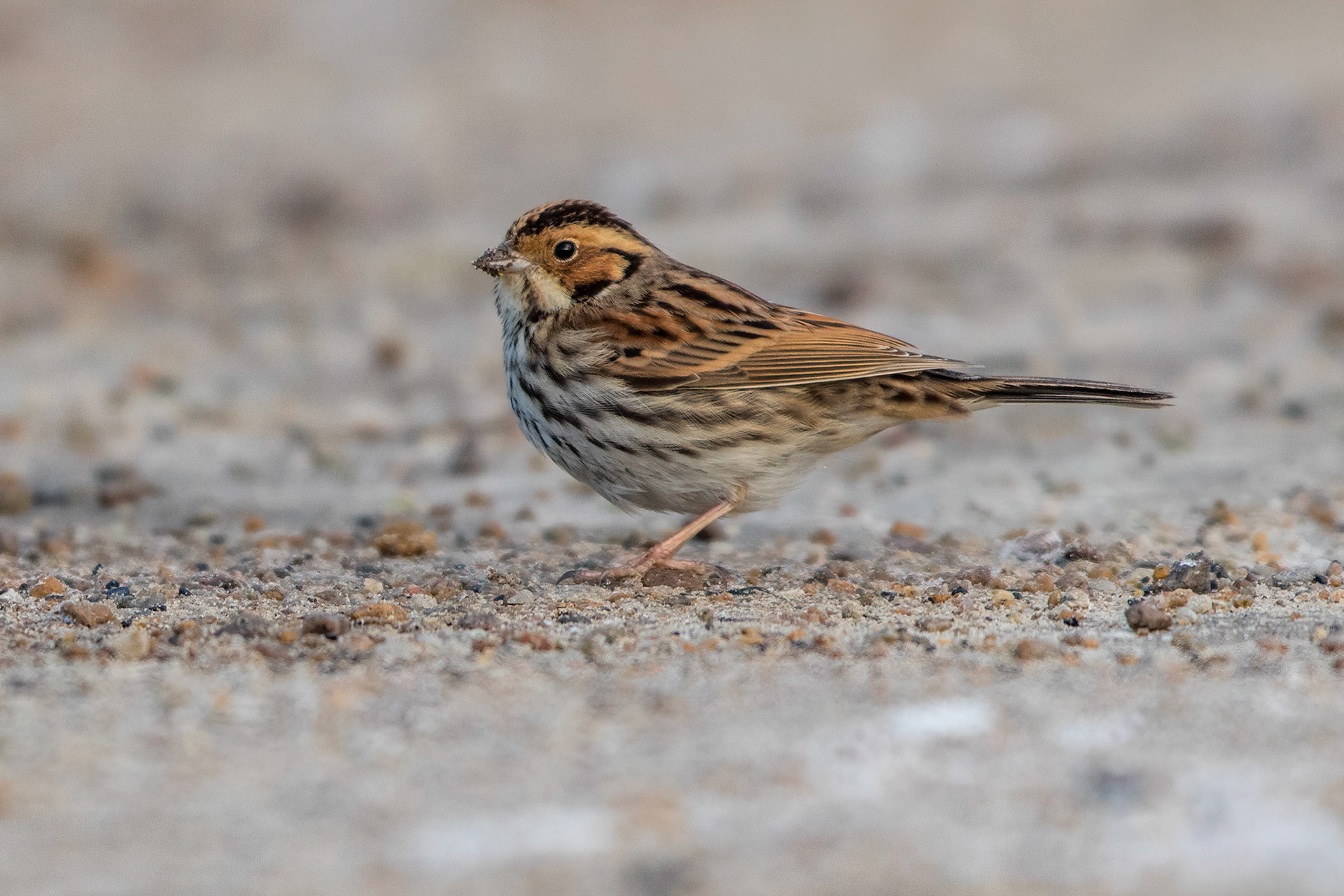 Dvärgsparv / Little Bunting, Falsterbo 2015