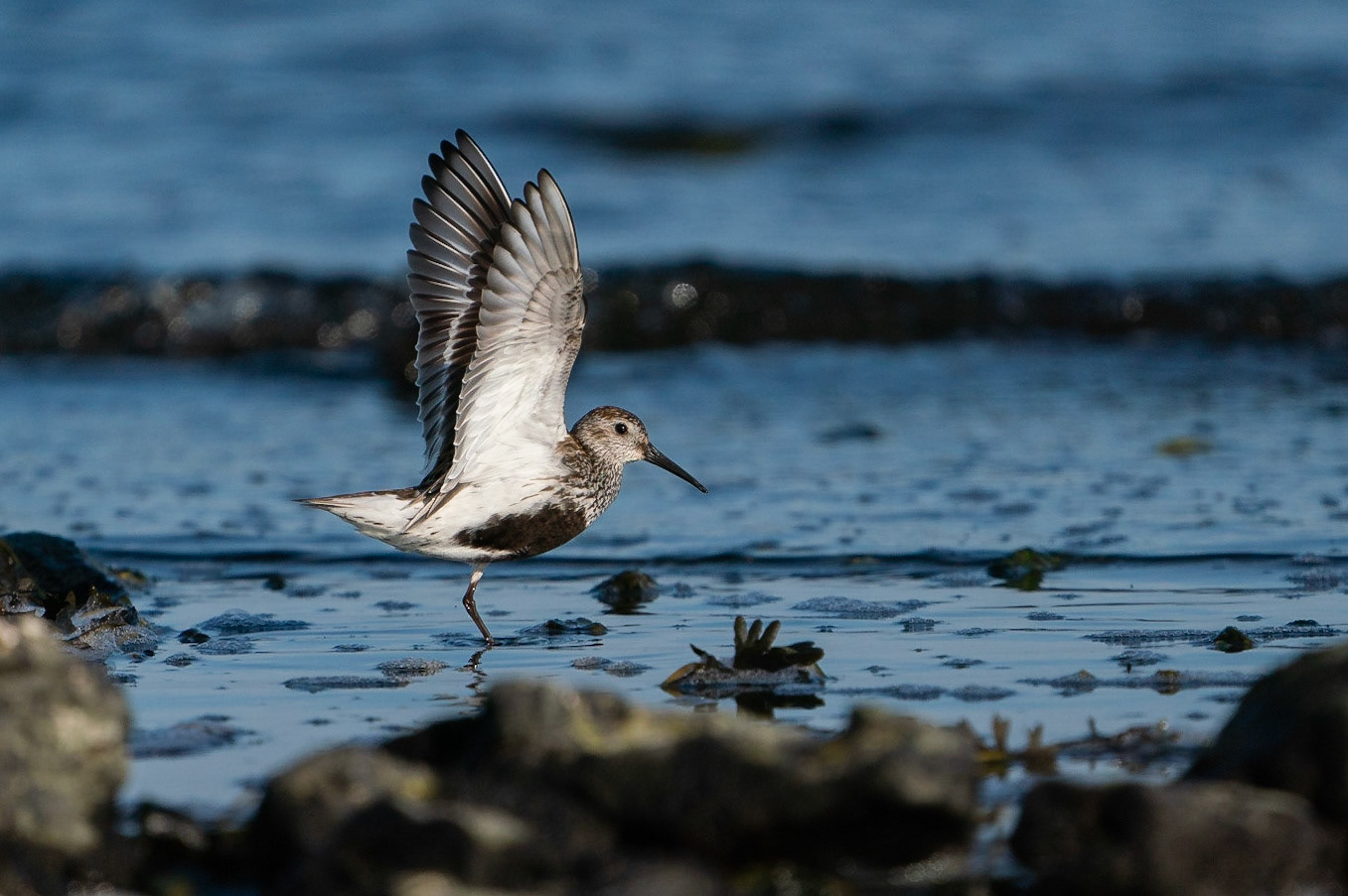 Kärrsnäppa / Dunlin, Stavstensudde 2021