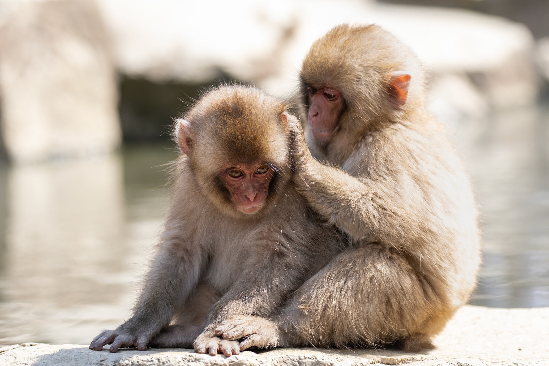 Japansk makak / Japanese Macaque, Jigokudani, Japan 2025