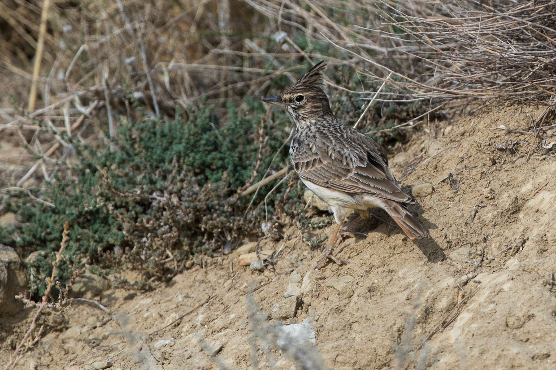 Lagerlärka / Thekla Lark, Huesca Spanien 2017