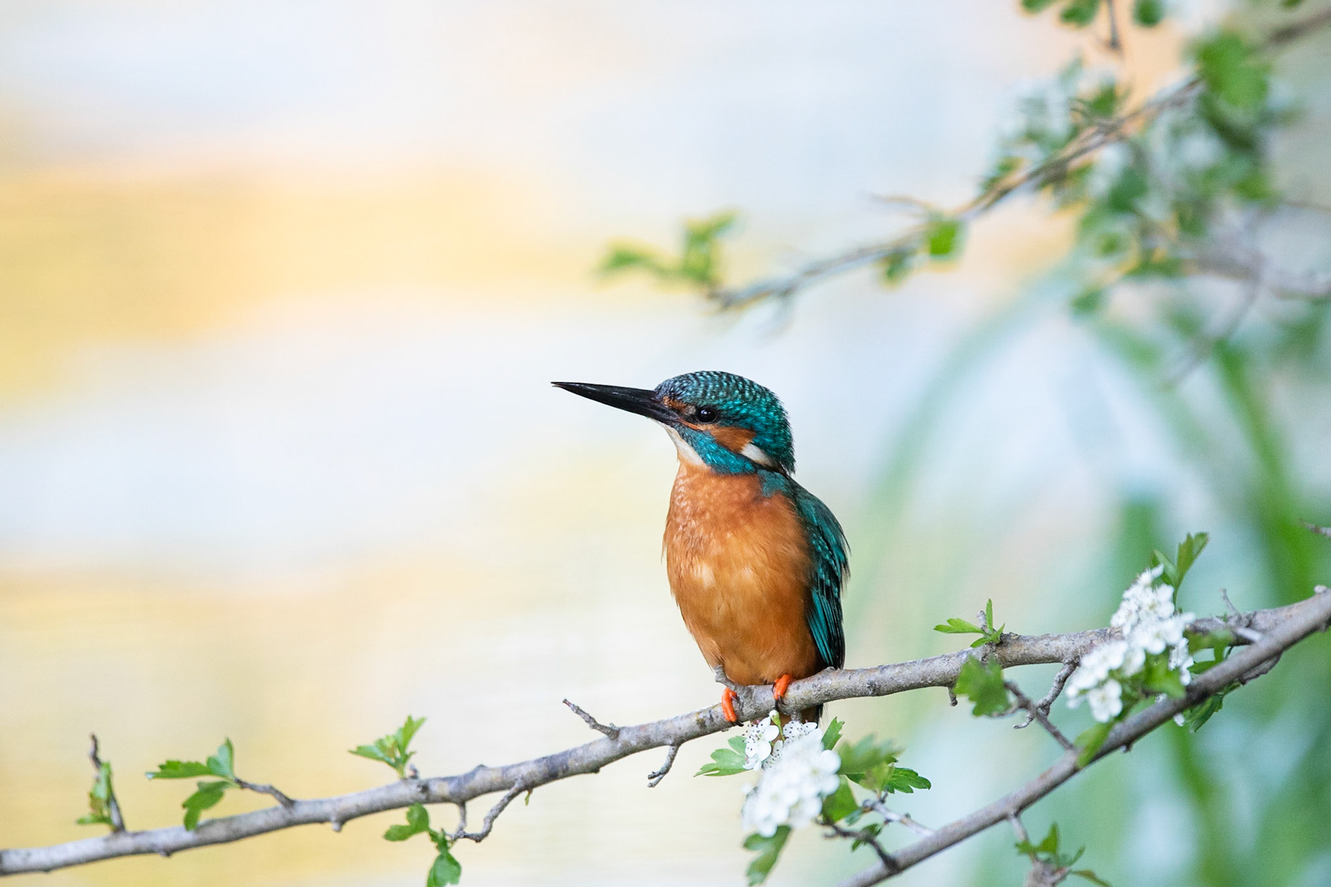 Kungsfiskare / Common Kingfisher, Kävlinge 2020