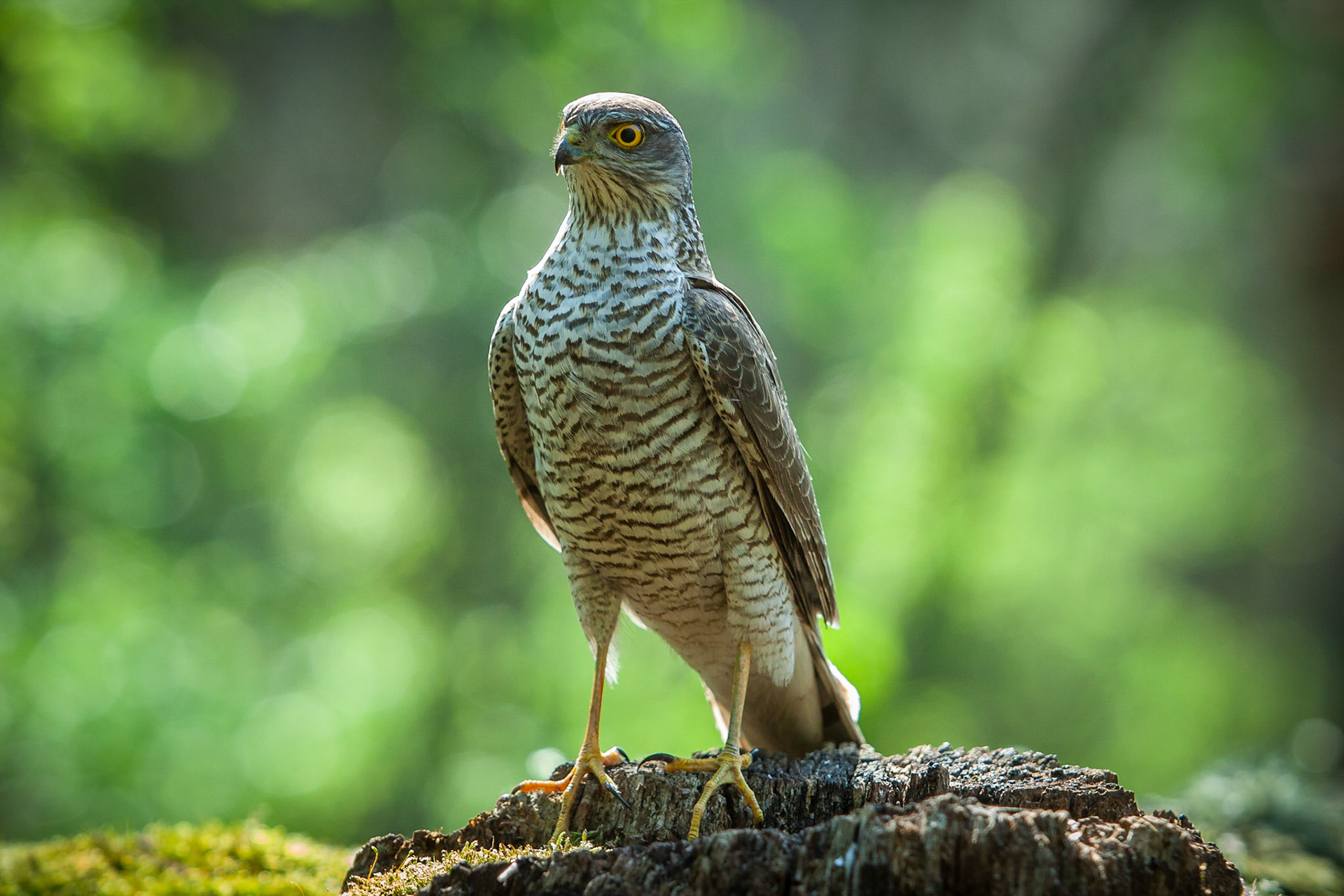 Sparvhök / Eurasian Sparrowhawk, Hungary 2013