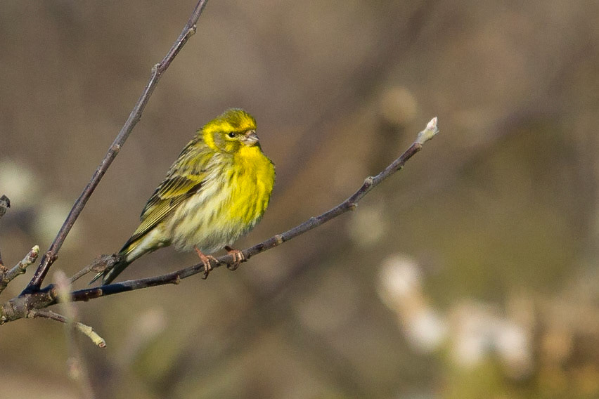 Gulhämpling / European Serin, Kivik 2014