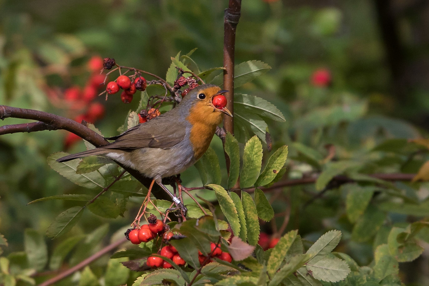 Rödhake / European Robin, Falsterbo 2016