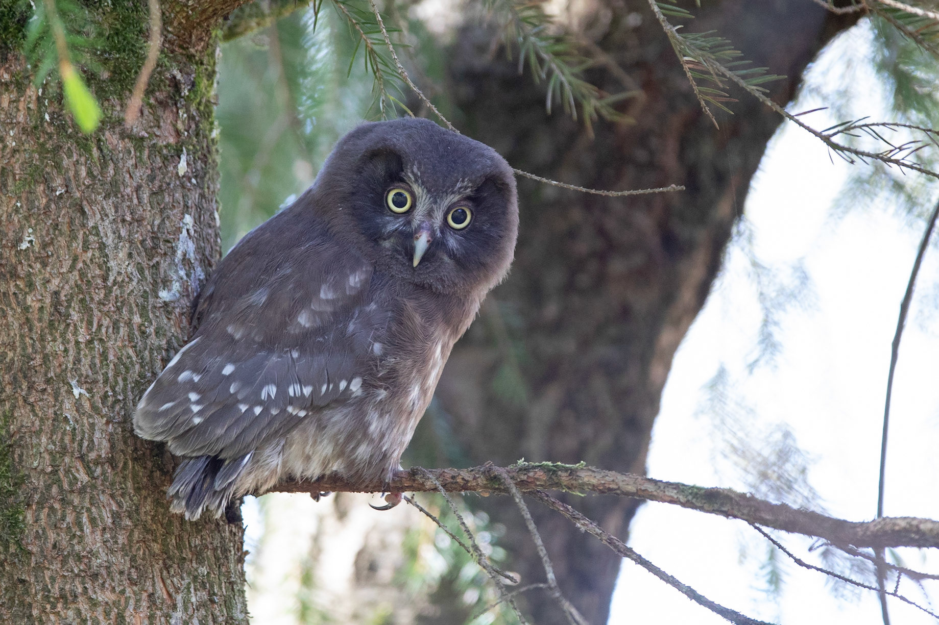 Pärluggla / Tengmalm's Owl, Traneröds mosse 2020