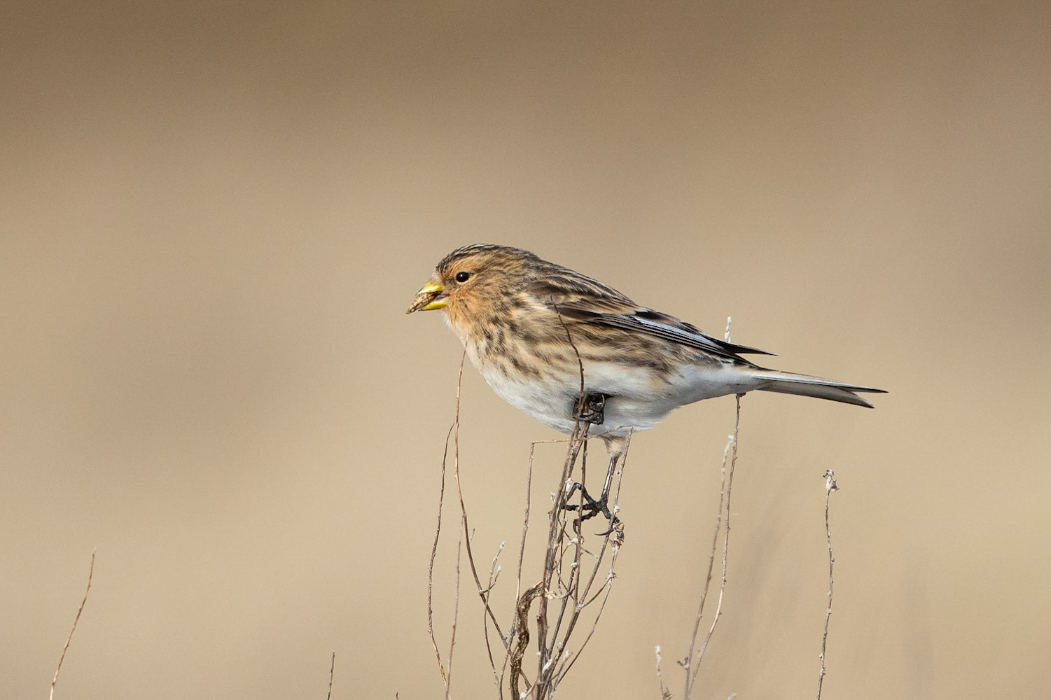 Vinterhämpling / Twite, Falsterbo 2023