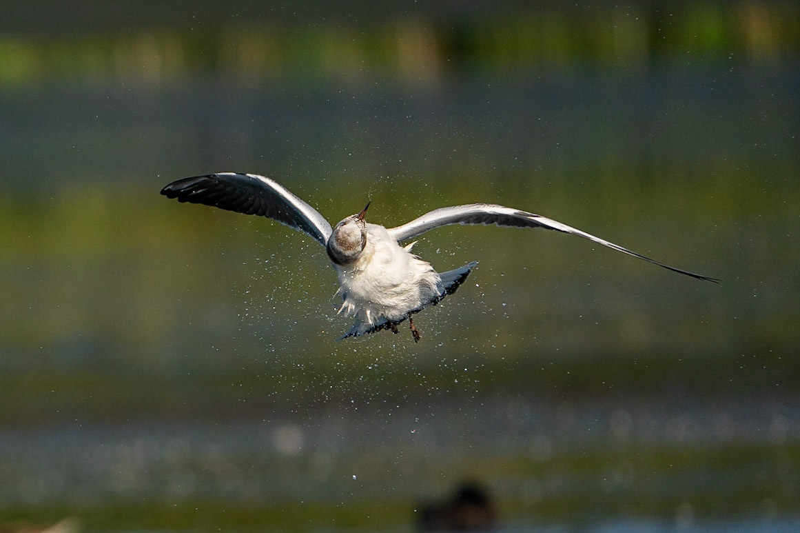 Skrattmås / Black-headed Gull, Lunds reningsverk 2021
