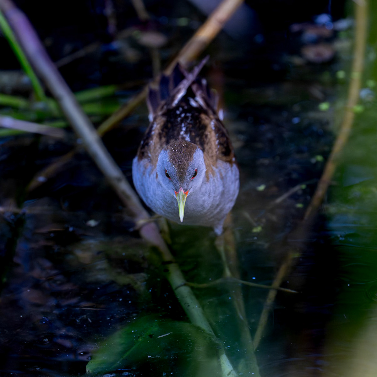 Mindre sumphöna / Little Crake, Karpalundsdammarna Kristianstad 2025