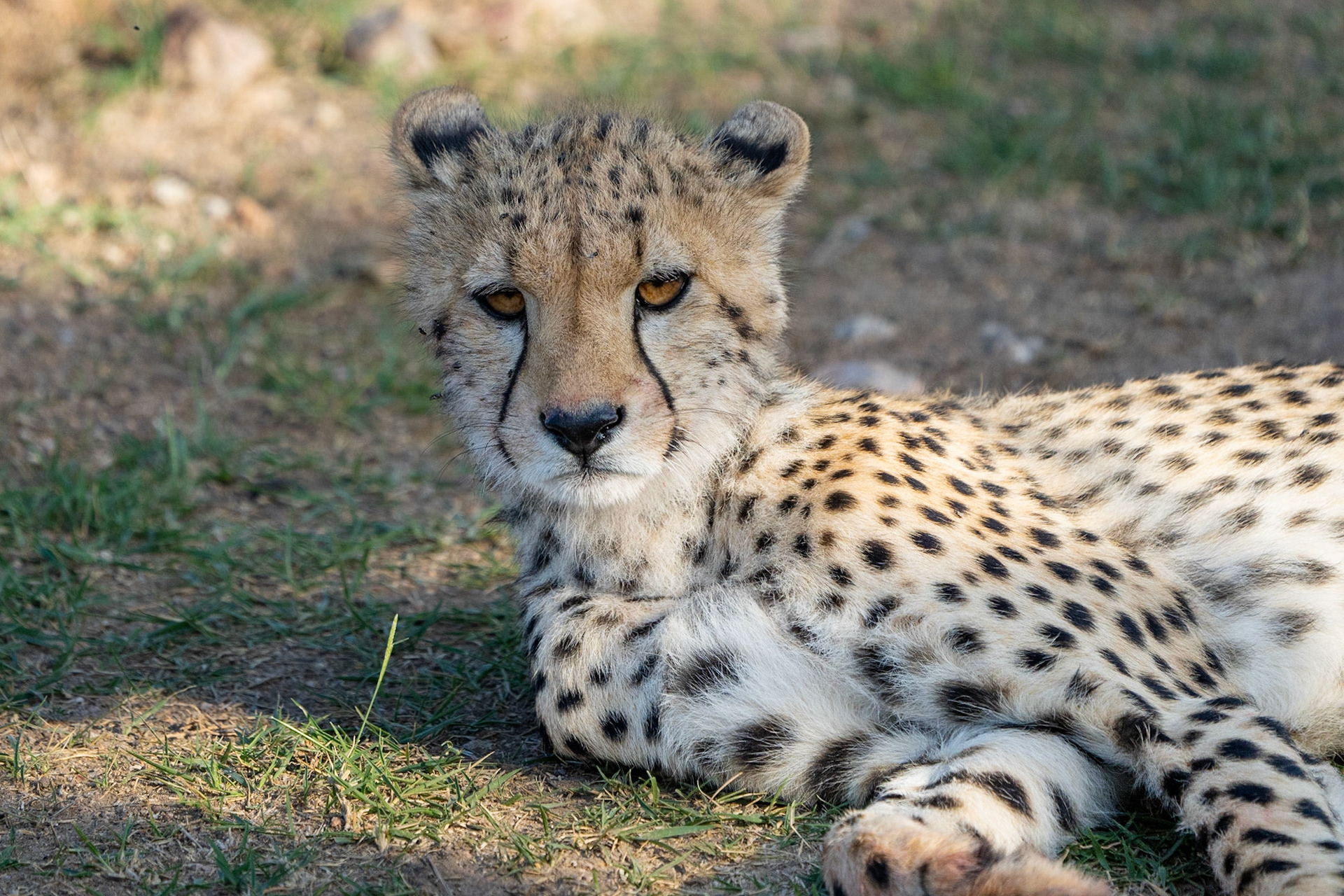 Cheetah / Gepard, Amboseli Kenya 2022