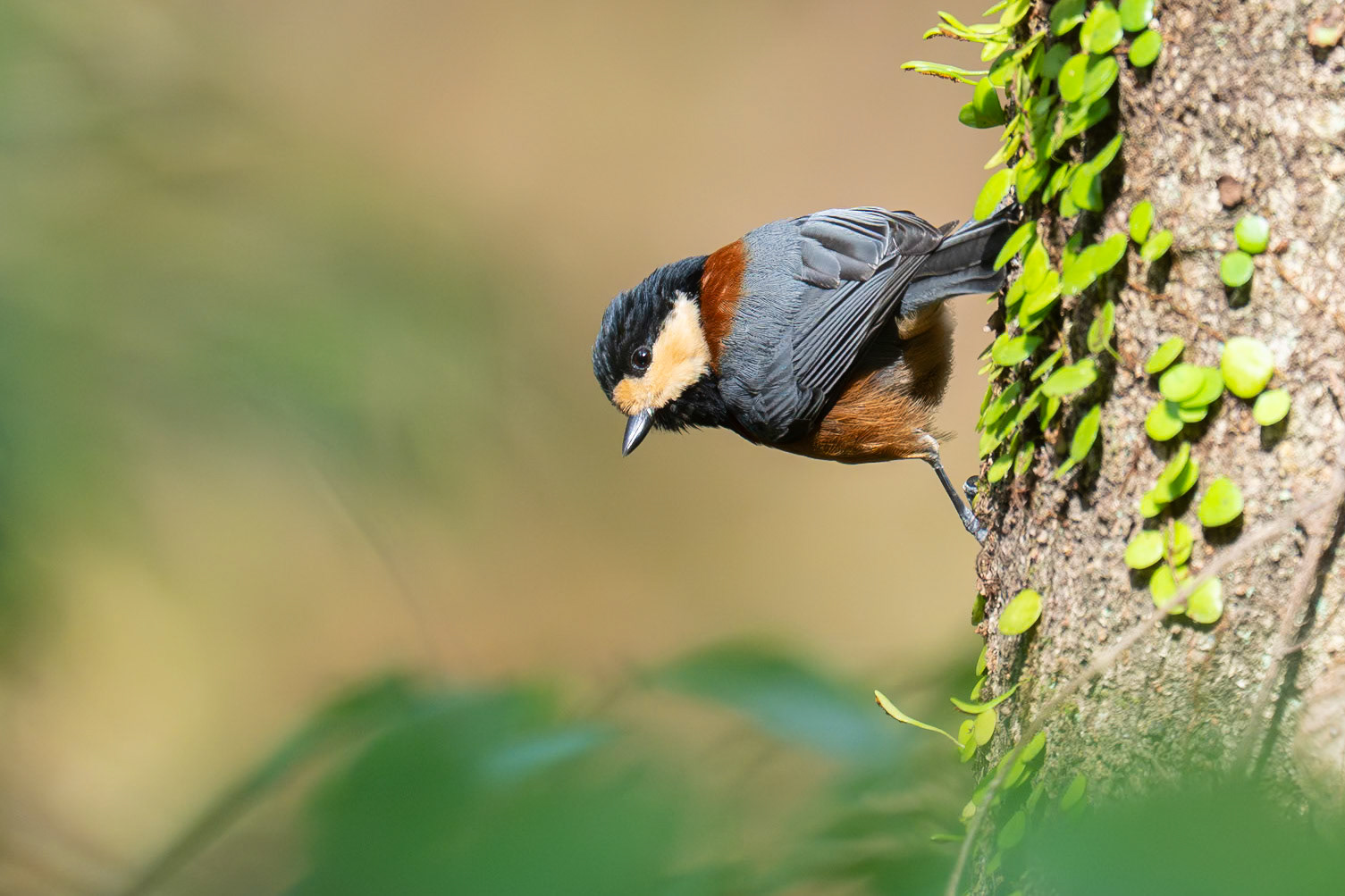 Samurajmes / Varied Tit, Takachiho Gorge, Japan 2025