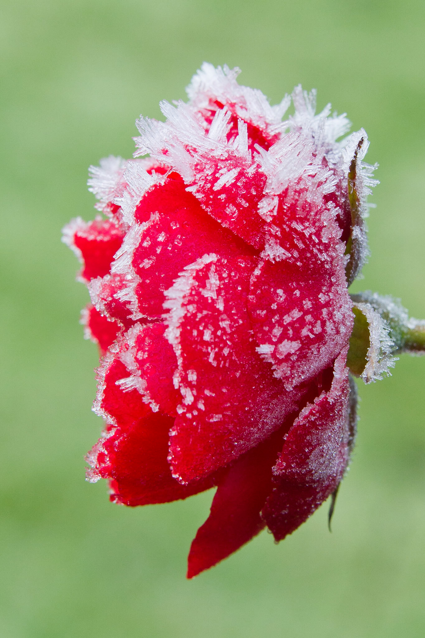 Frusen ros / Frozen rose, Stångby 2011