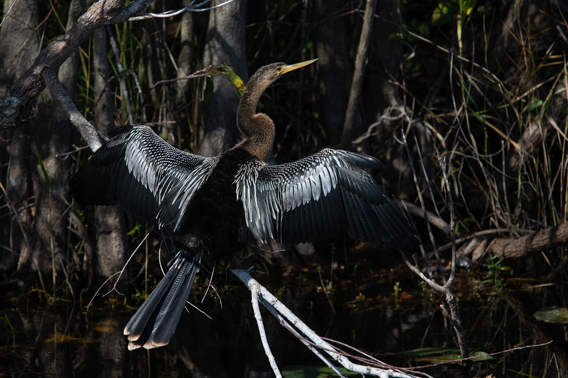 Amerikansk ormhalsfågel / Anhinga, Shark Valley, Florida USA 2019