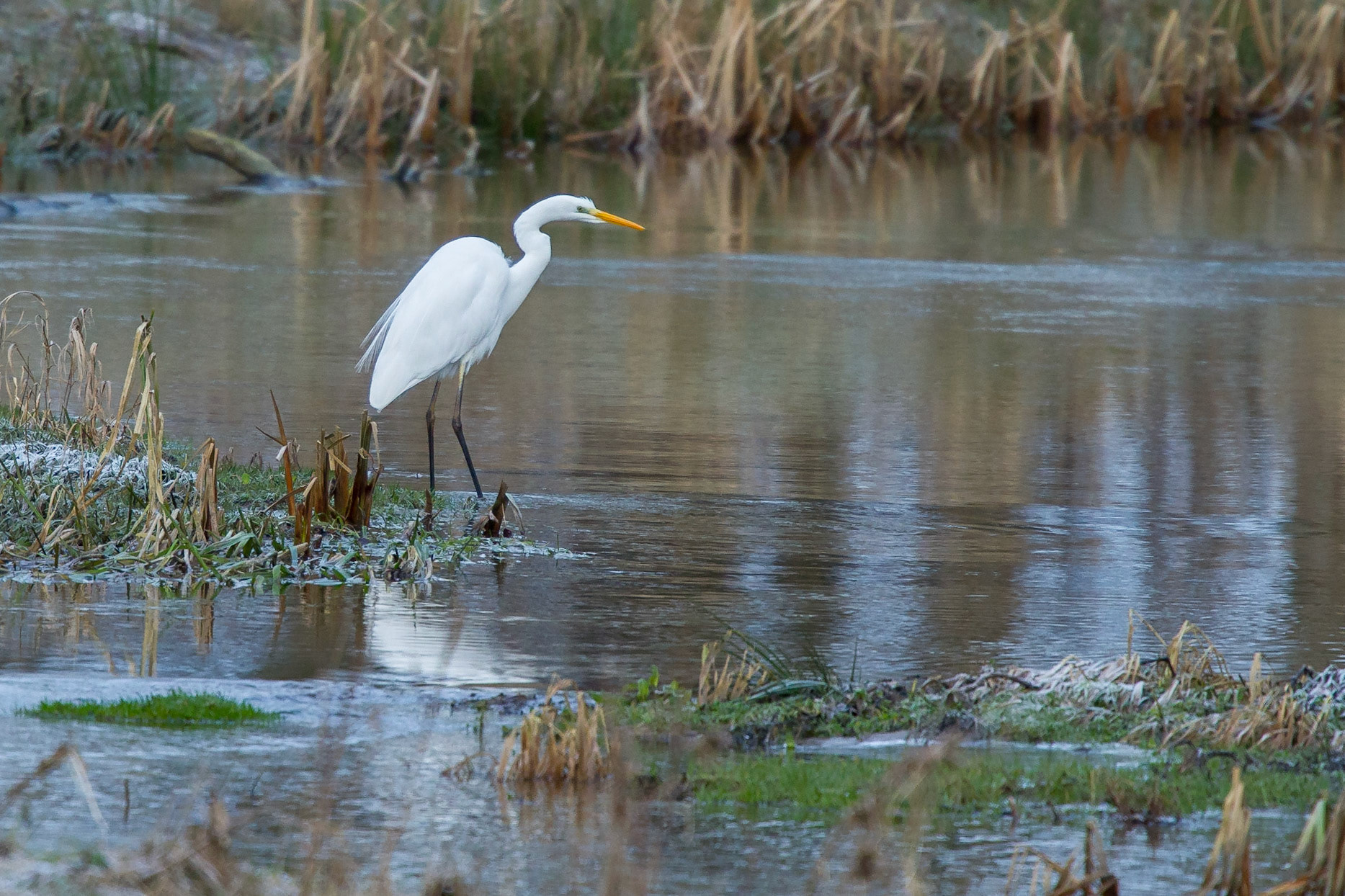 Ägretthäger / Great Egret, Örtofta 2012