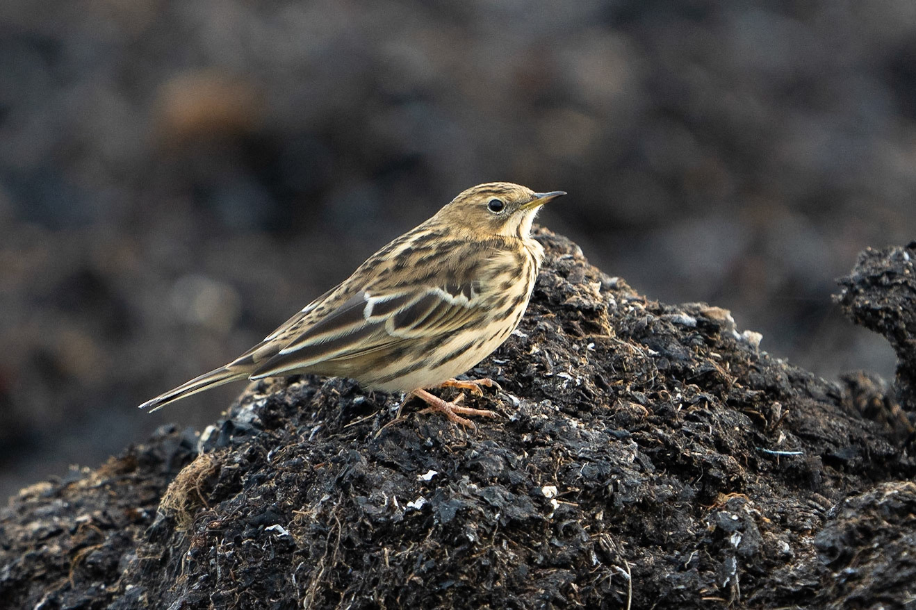 Rödstrupig piplärka / Red-throated Pipit, Vejbystrand 2021