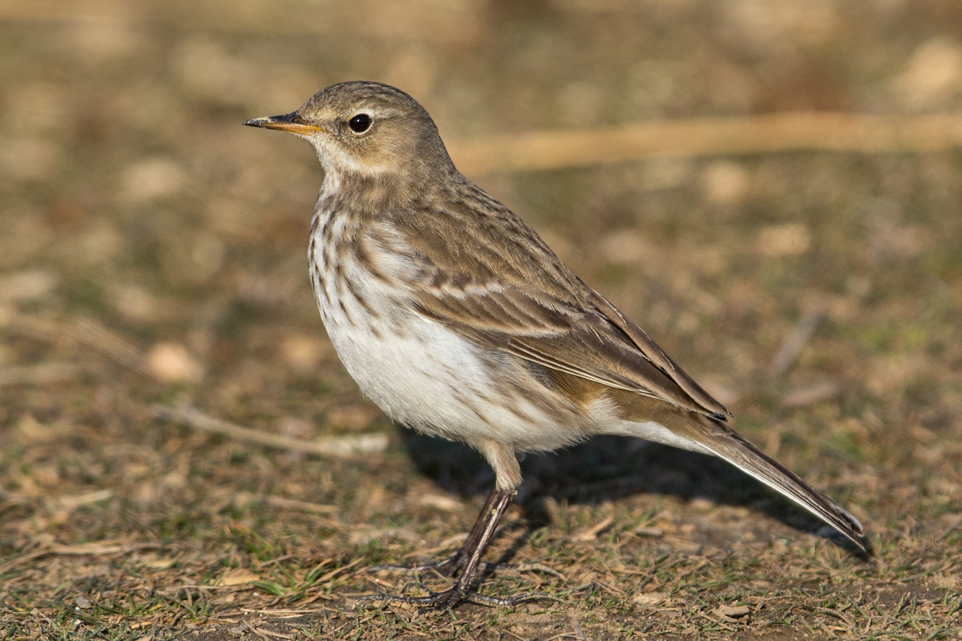 Vattenpiplärka / Water Pipit, Vironia Greece 2017