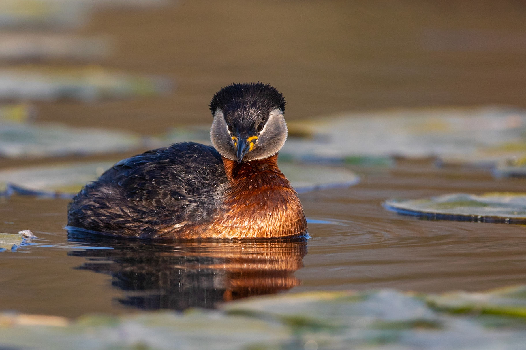 Gråhakedopping / Red-necked Grebe, Lunds reningsverk 2021