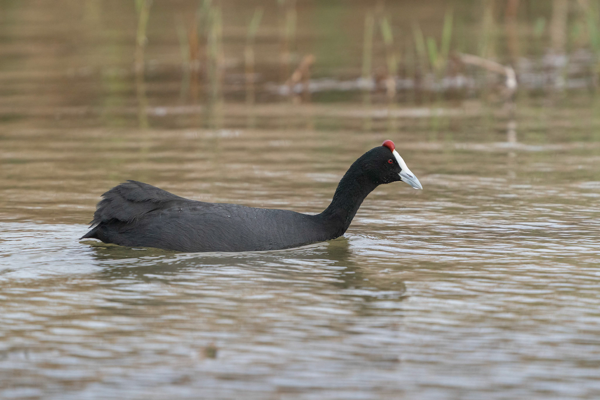 Kamsothöna / Red-knobbed Coot, El Hondo, Spanien 2022