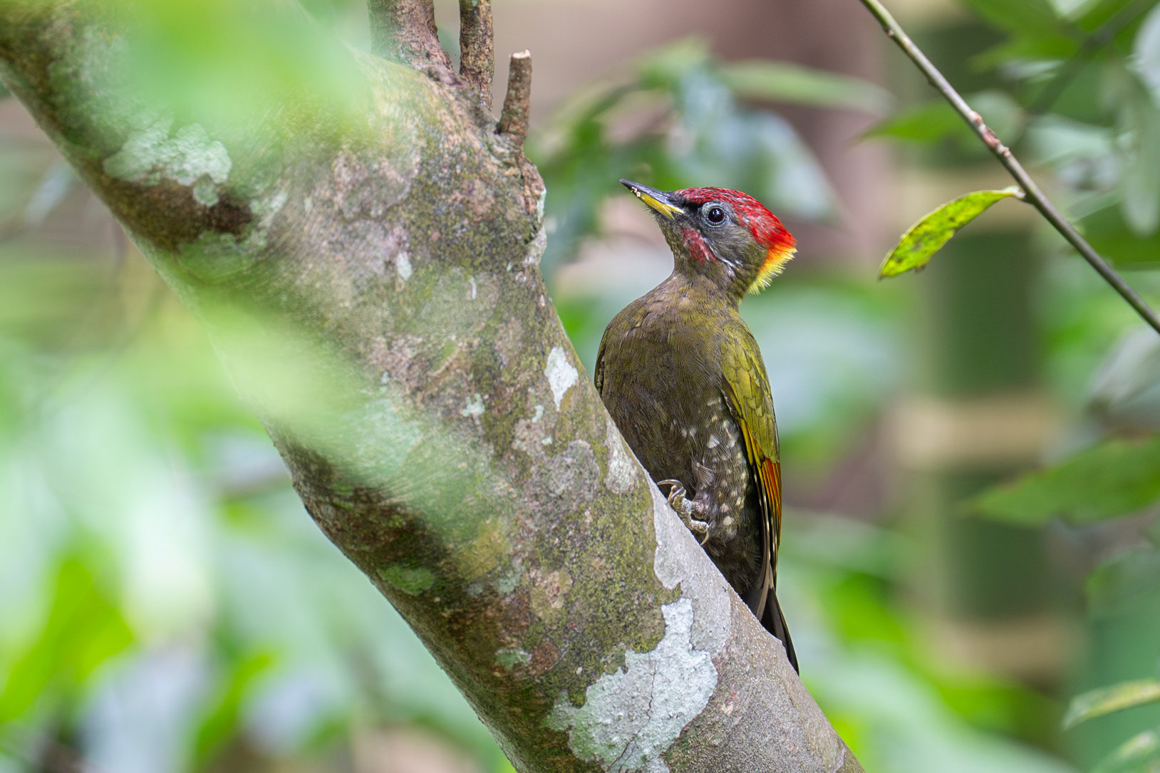 Lesser Yellownape / Gulnackad gröngöling, Kitulgala, Sri Lanka 2025