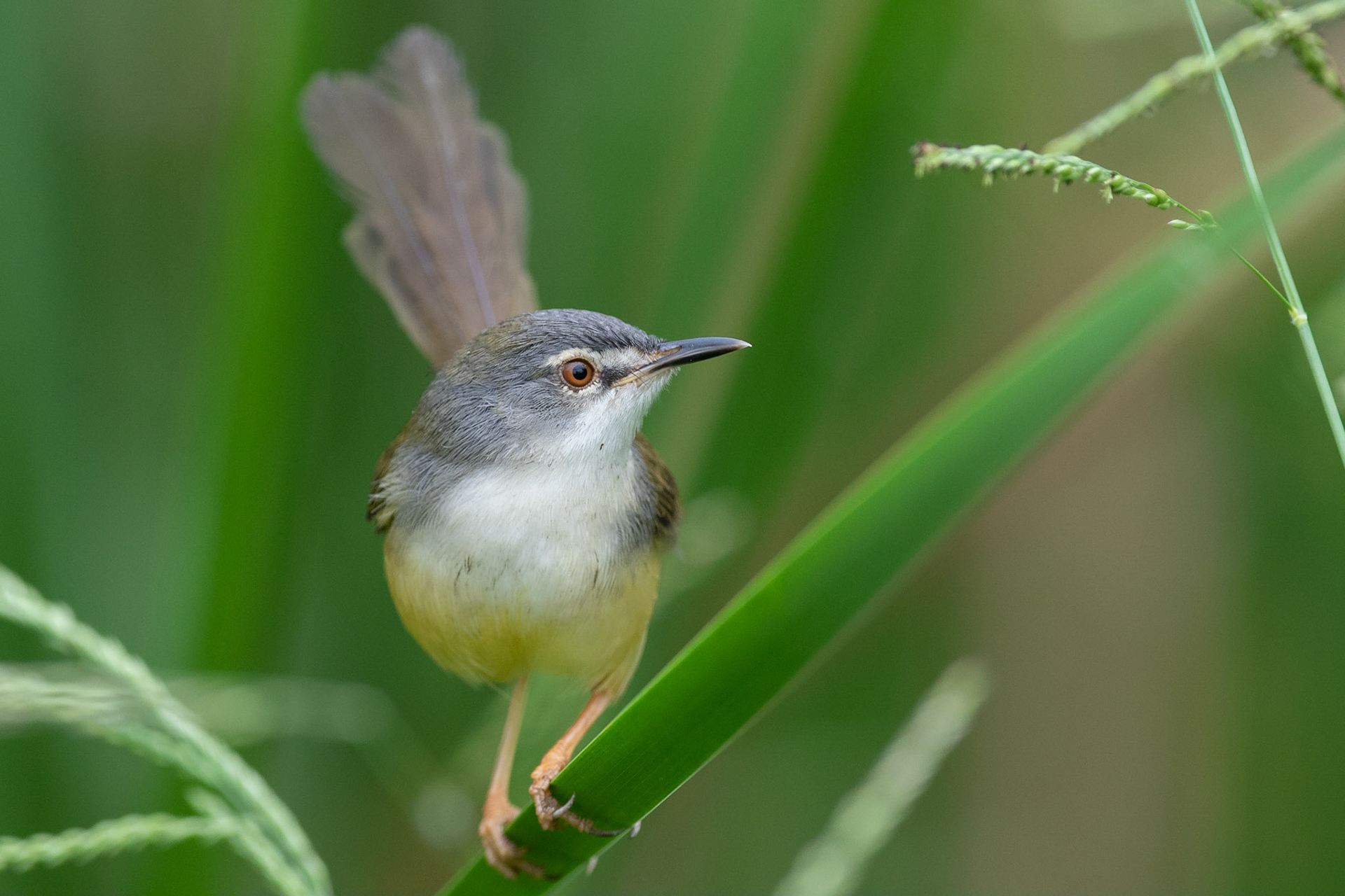 Gulbukig prinia / Yellow-bellied Prinia, Petchaburi Ricefield, Thailand 2019