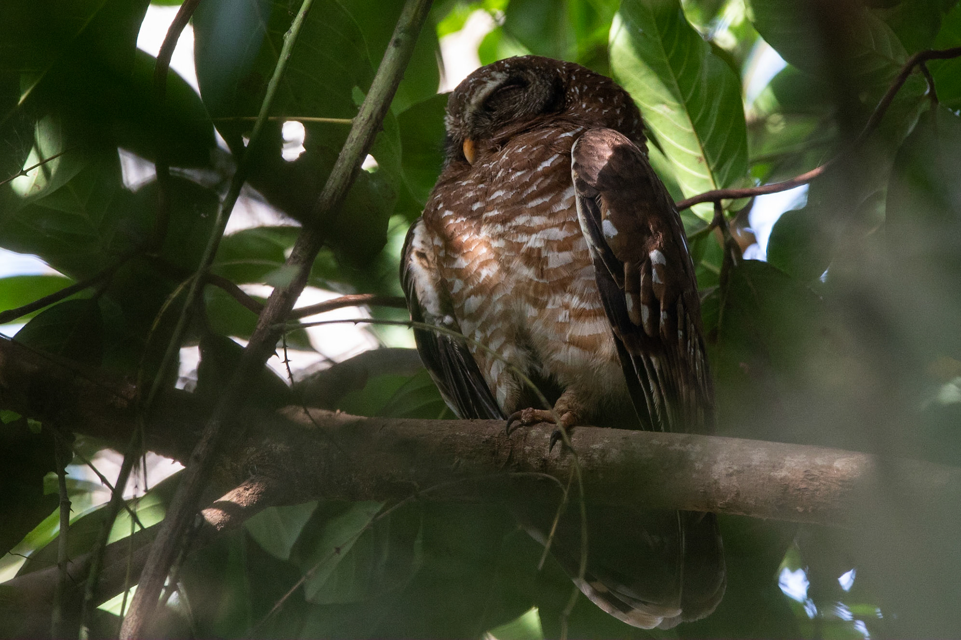 Afrikansk skogsuggla / African Wood Owl, Farasutong Forest, Gambia 2019