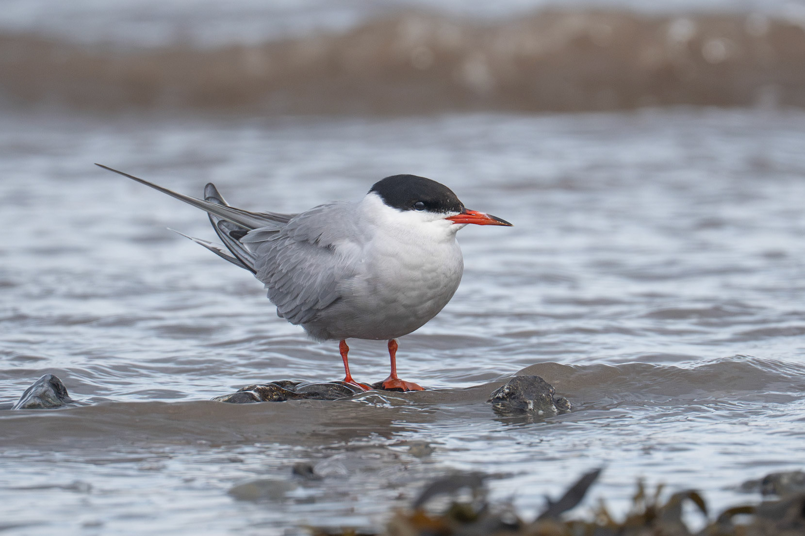 Common Tern / Fisktärna, Stavstensudde 2026