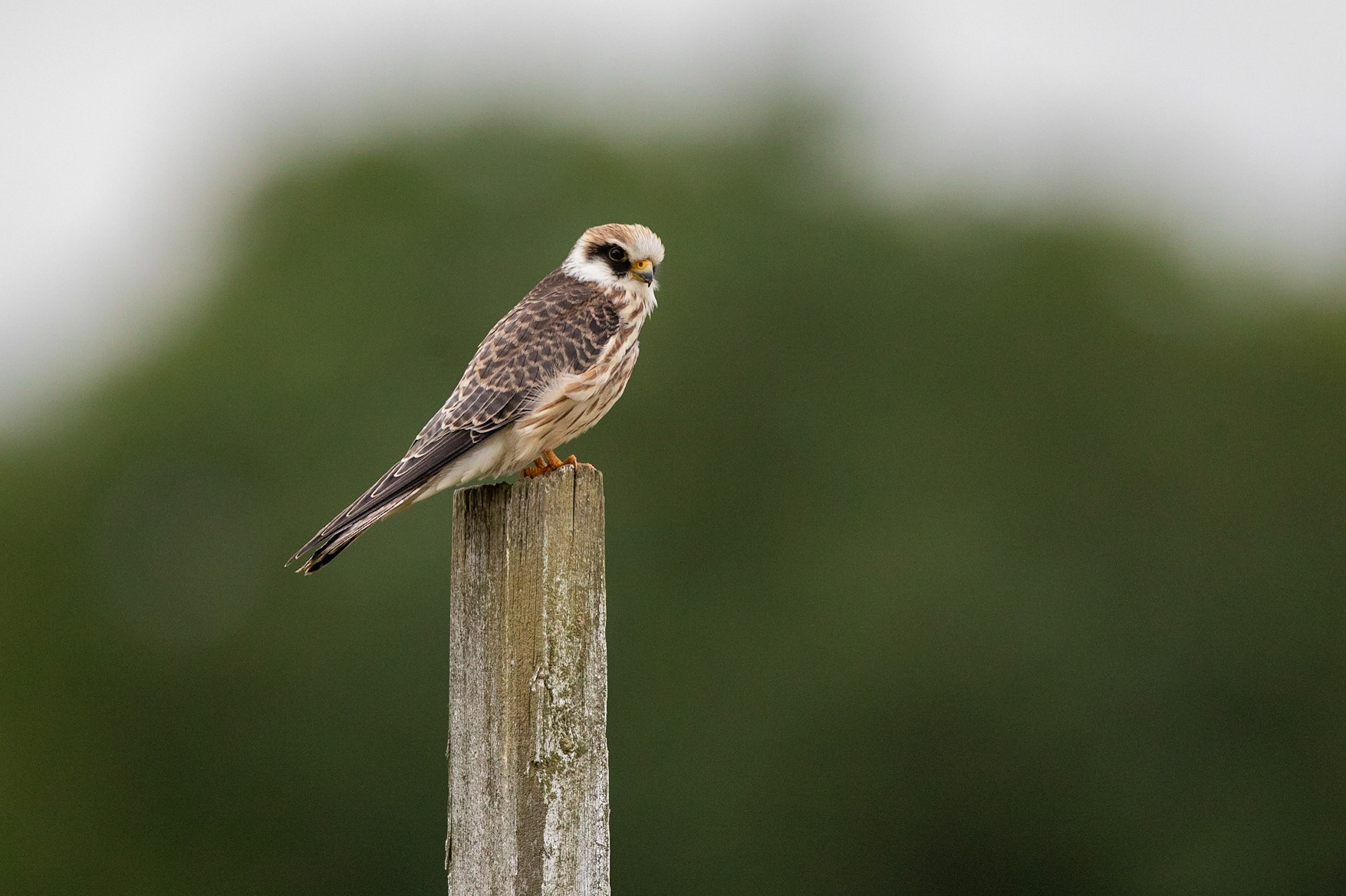 Aftonfalk / Red-footed Falcon, Sjöstorps ängar 2020